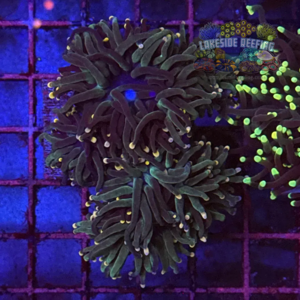 Bi Color Deep Green Torch Coral R6A3