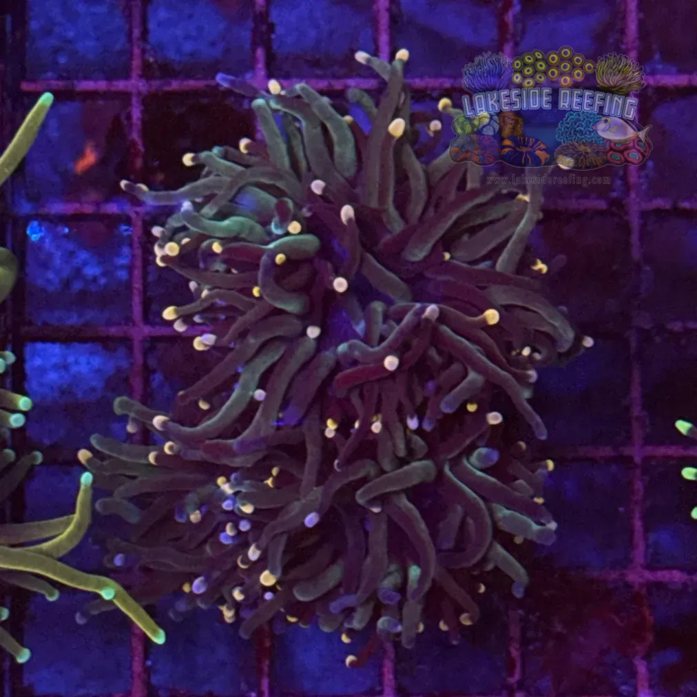 Bi Color Deep Green Torch Coral R6A4