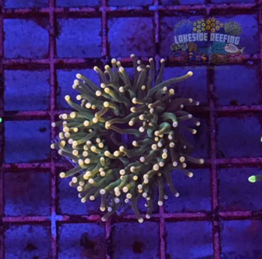 Bi Color Deep Green Torch Coral R6A6