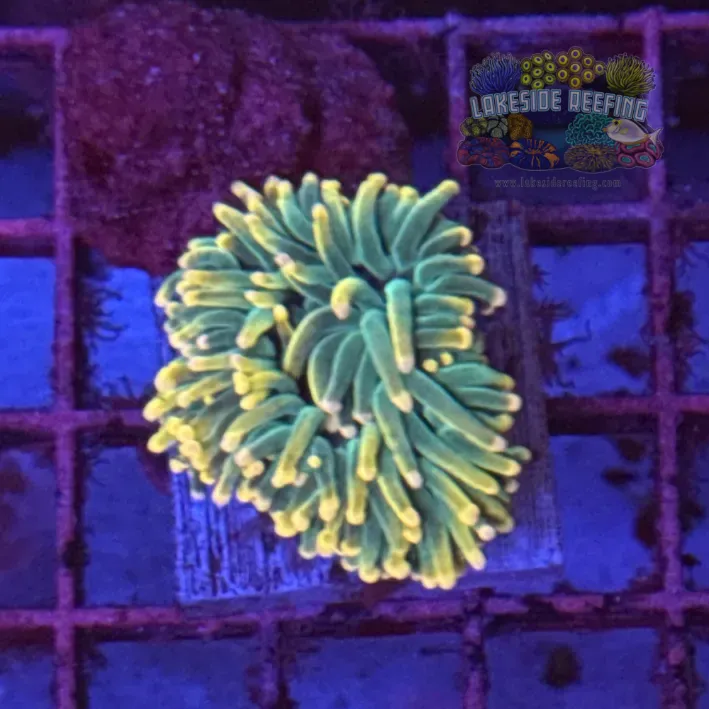 Bi Color Deep Green Torch Coral R6A7