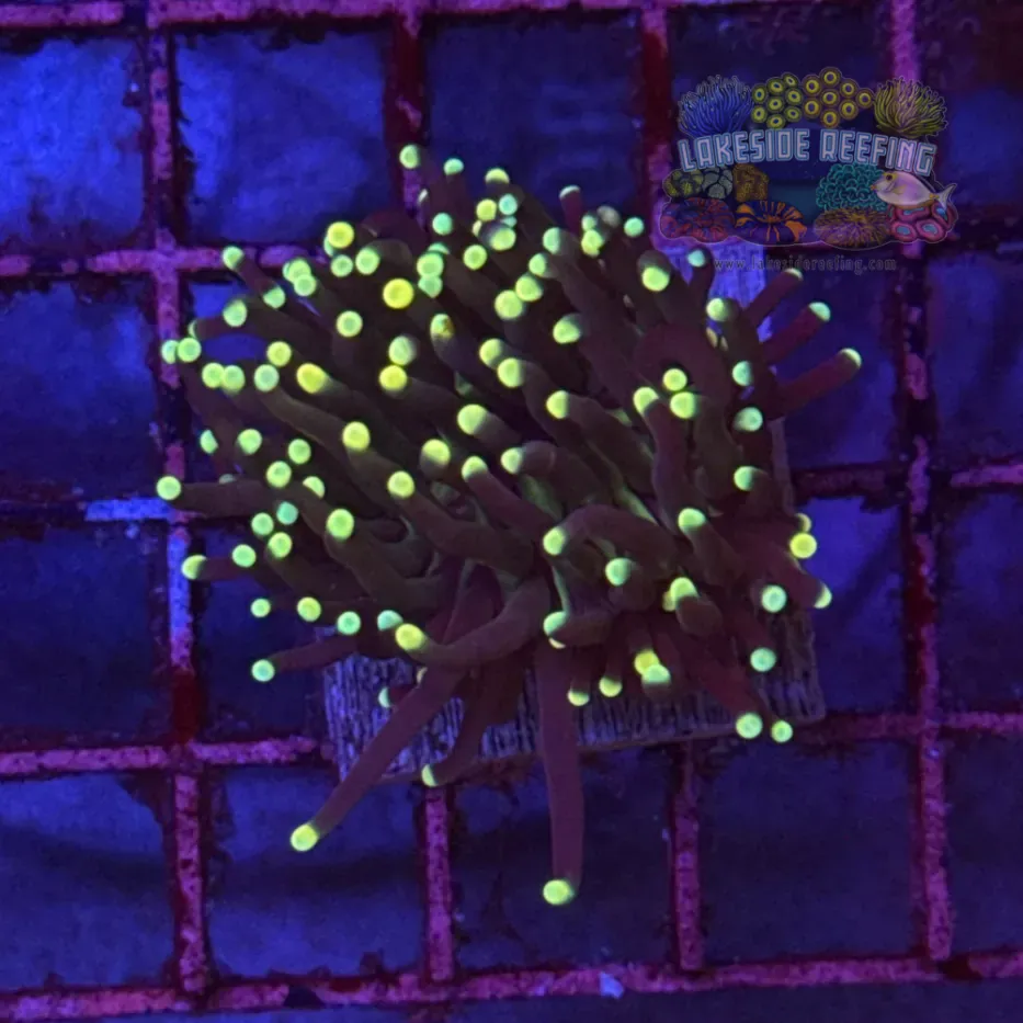 Super Sonic Torch Coral R6B1