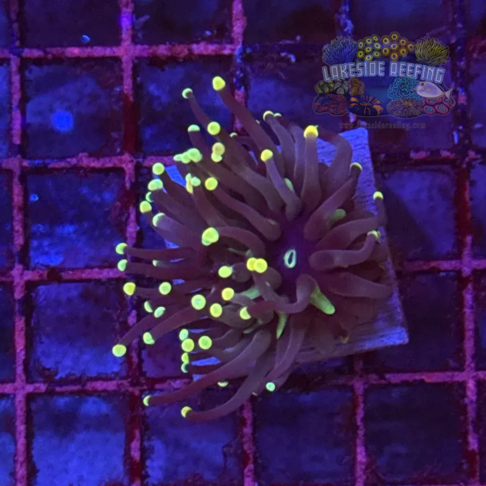 Super Sonic Torch Coral R6B2