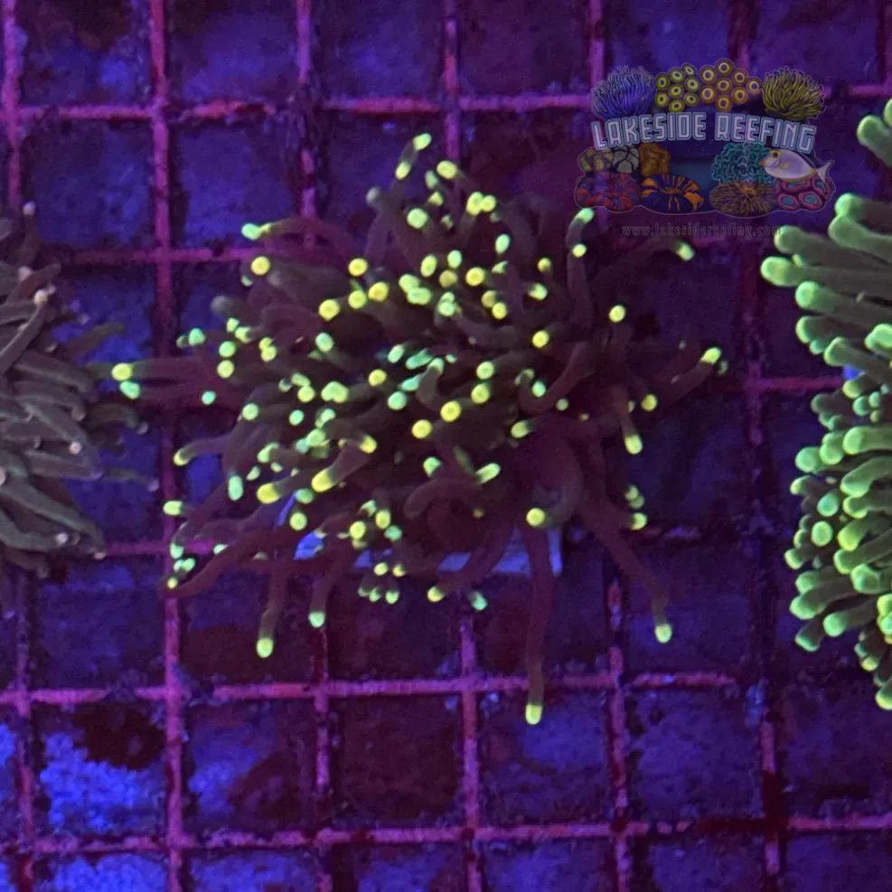 Super Sonic Torch Coral R6B5