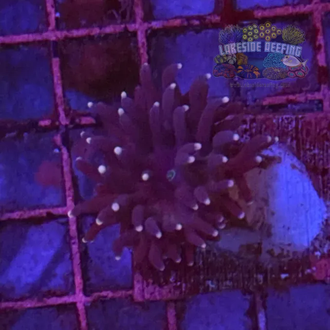 Purple Torch Coral R6C1