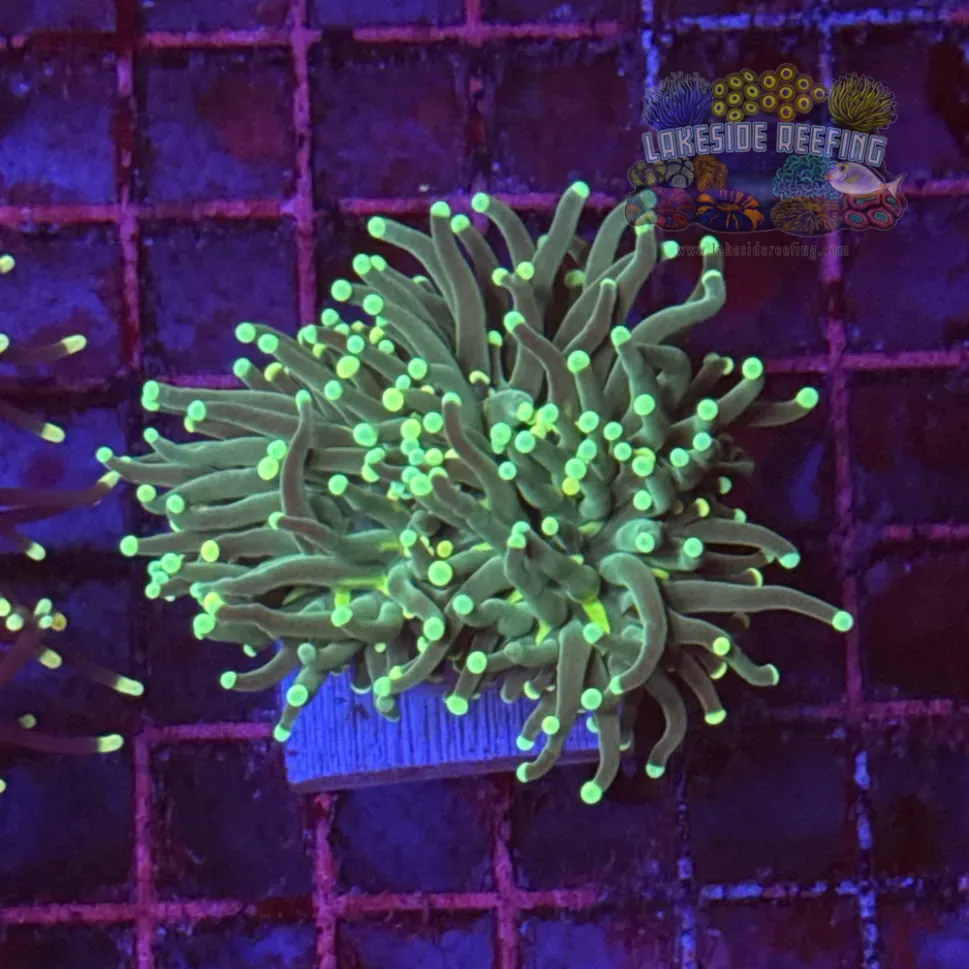 Green with Light Tips Torch Coral R6C4