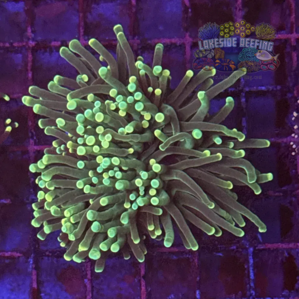 Green with Light Tips Torch Coral R6C5