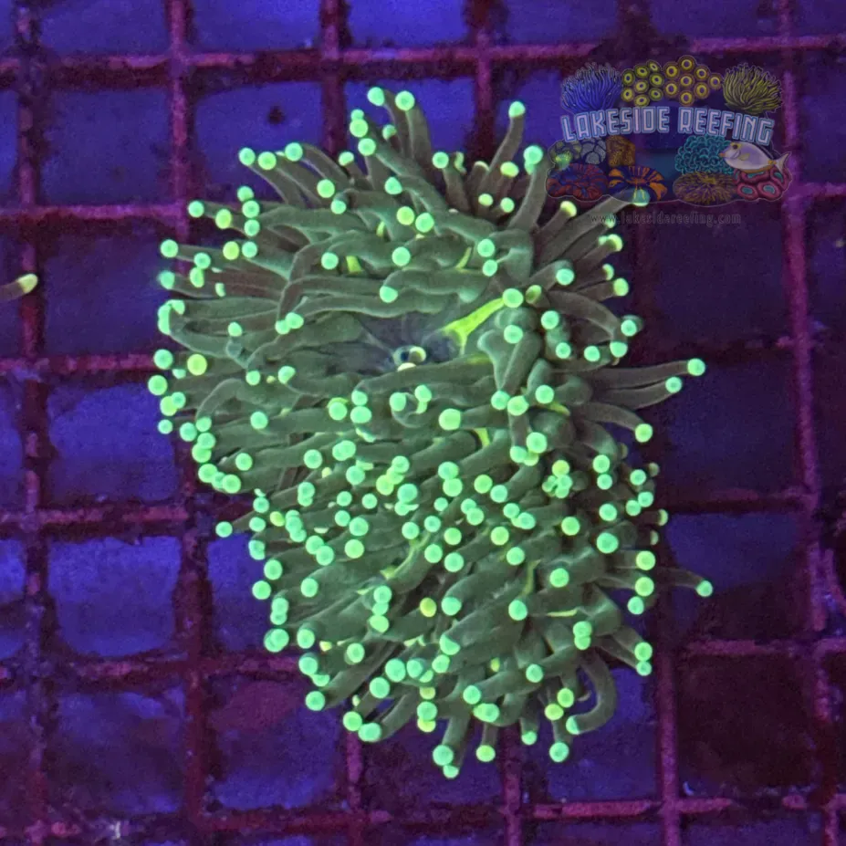 Green with Light Tips Torch Coral R6C6