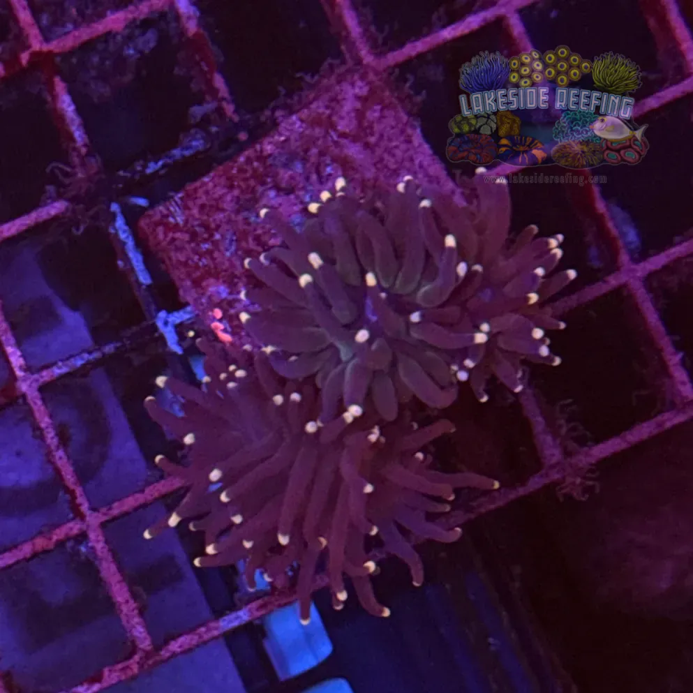 Purple with Pink Tips Torch Coral R6D1