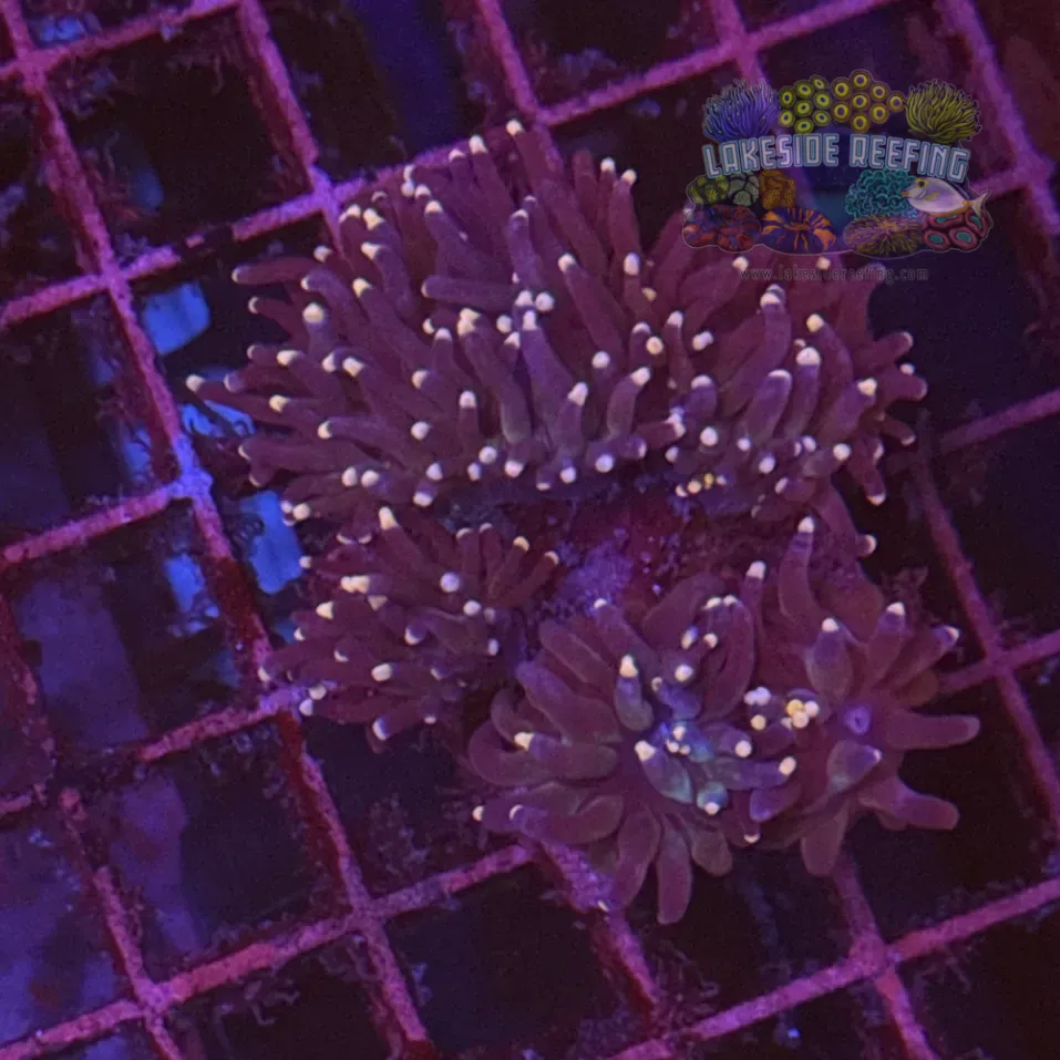 Purple with Pink Tips Torch Coral R6D2