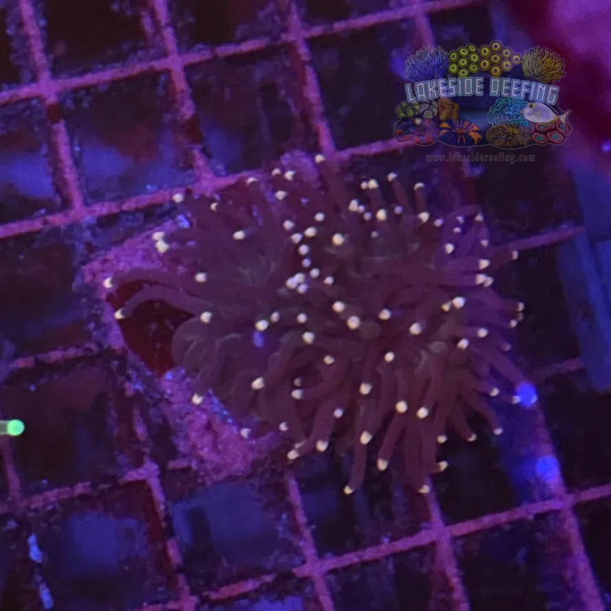 Purple with Pink Tips Torch Coral R6D4