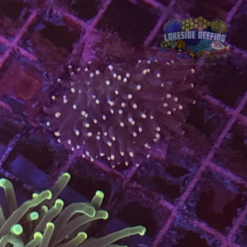 Purple with Pink Tips Torch Coral R6D5