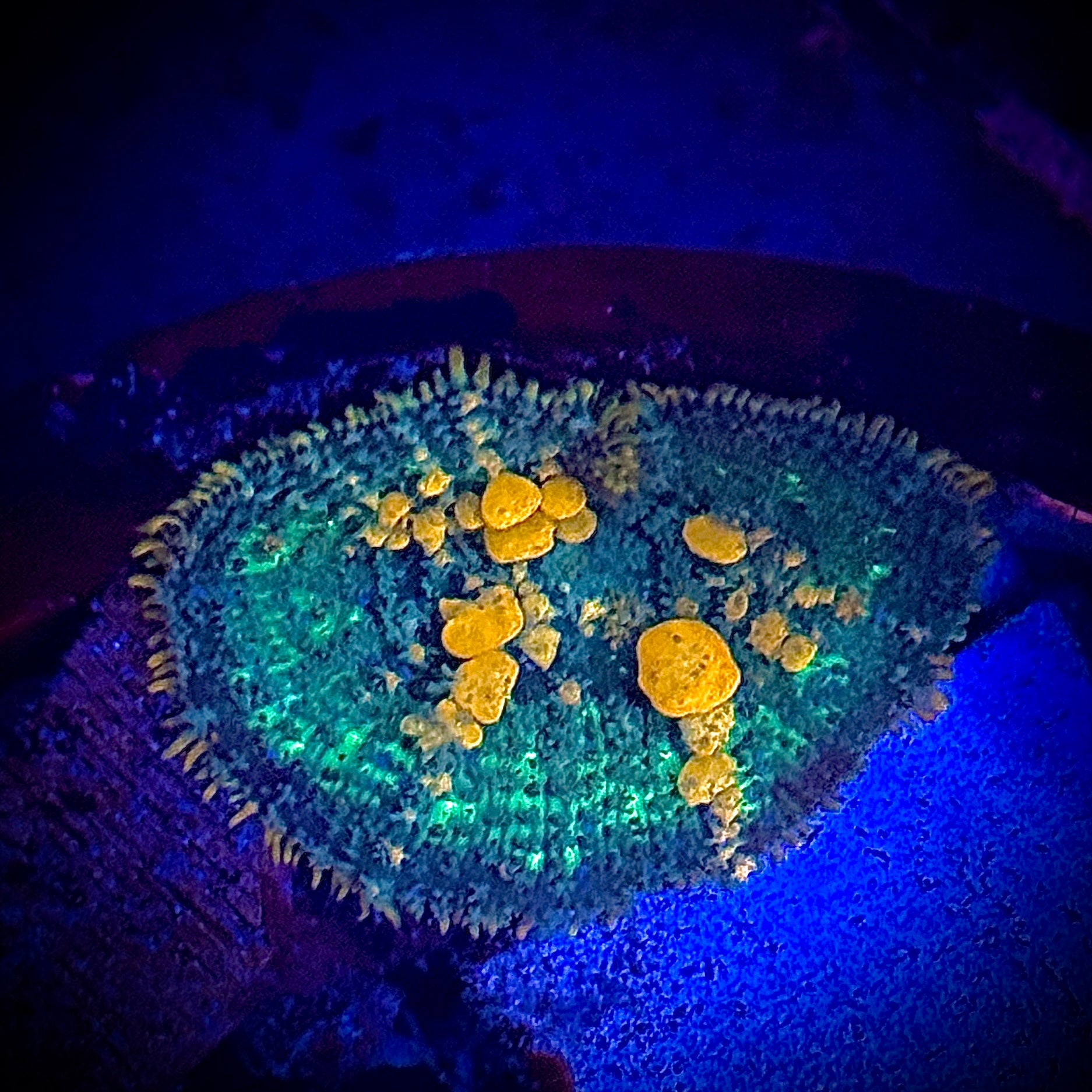 WWC Sunkist Bounce Mushroom