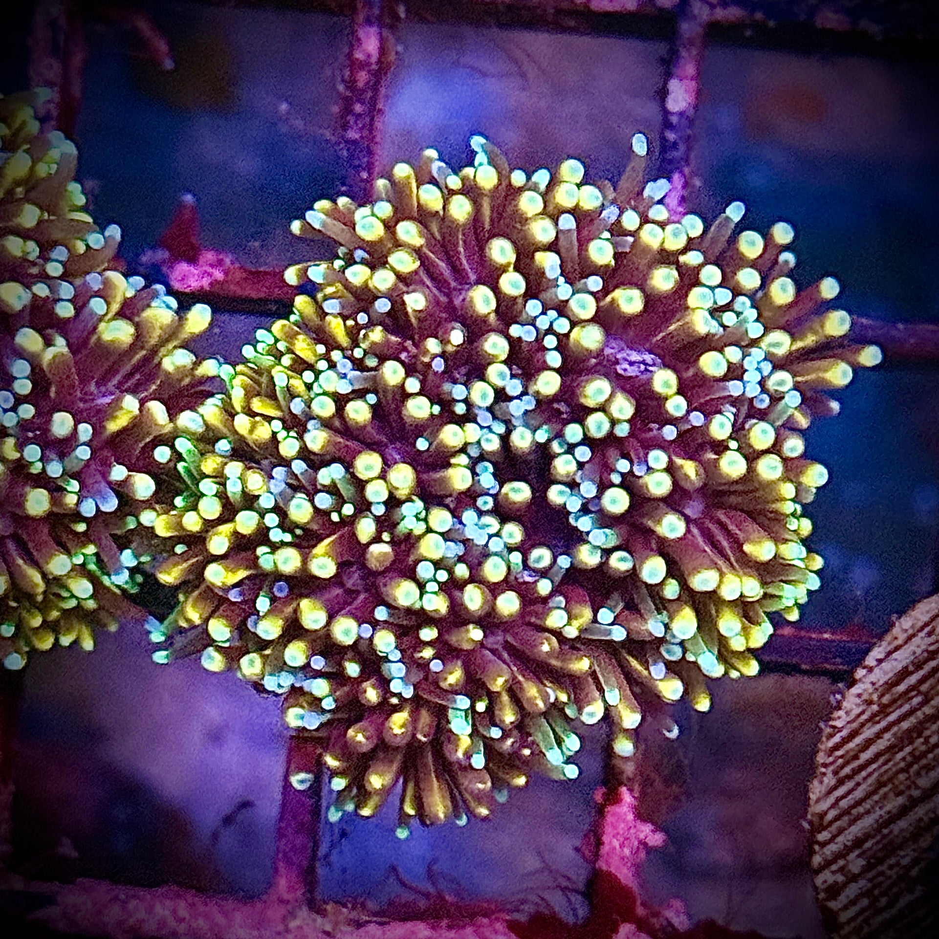 Mother Of All Galaxea Aquacultured Frag