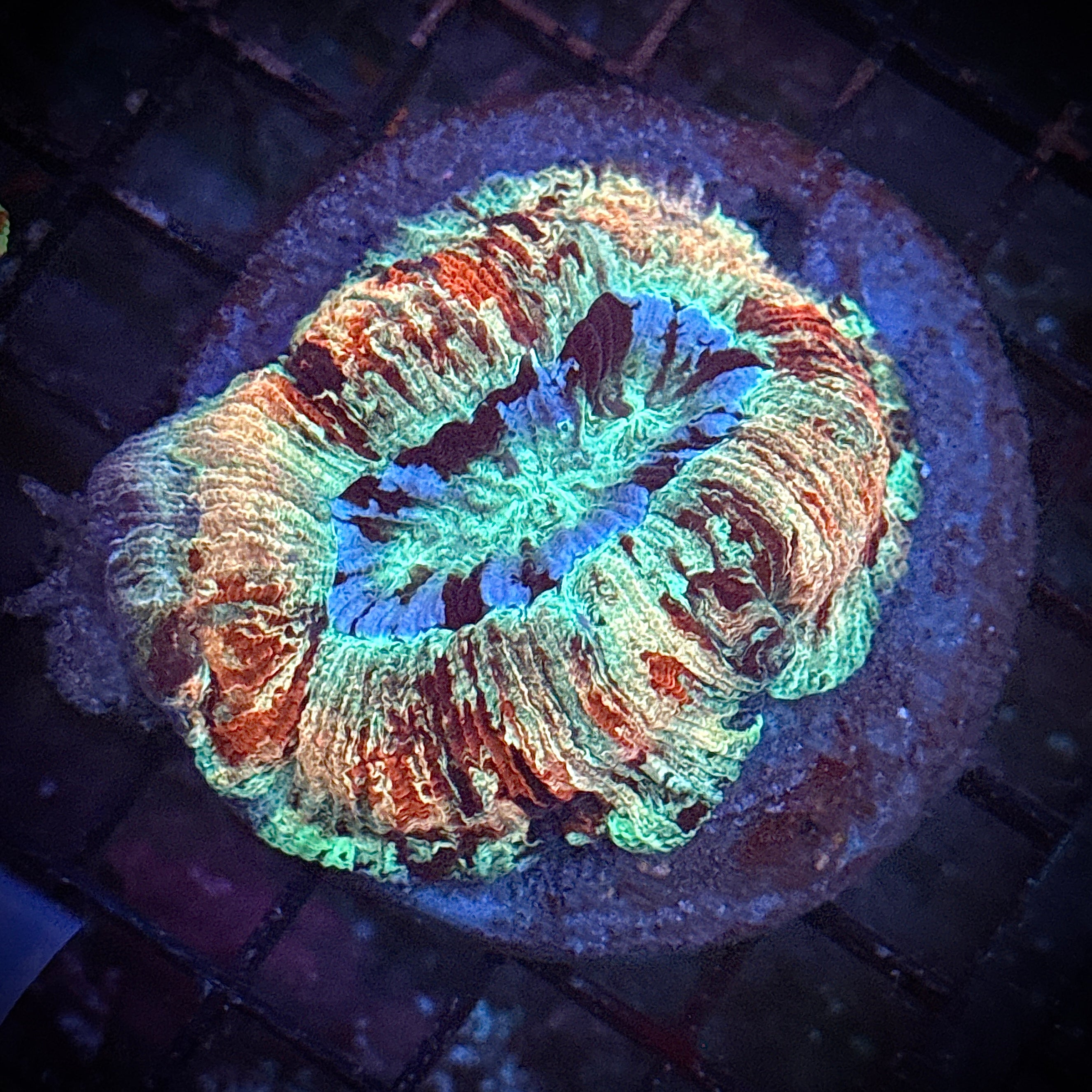 Red Mush Toxic Welso Coral