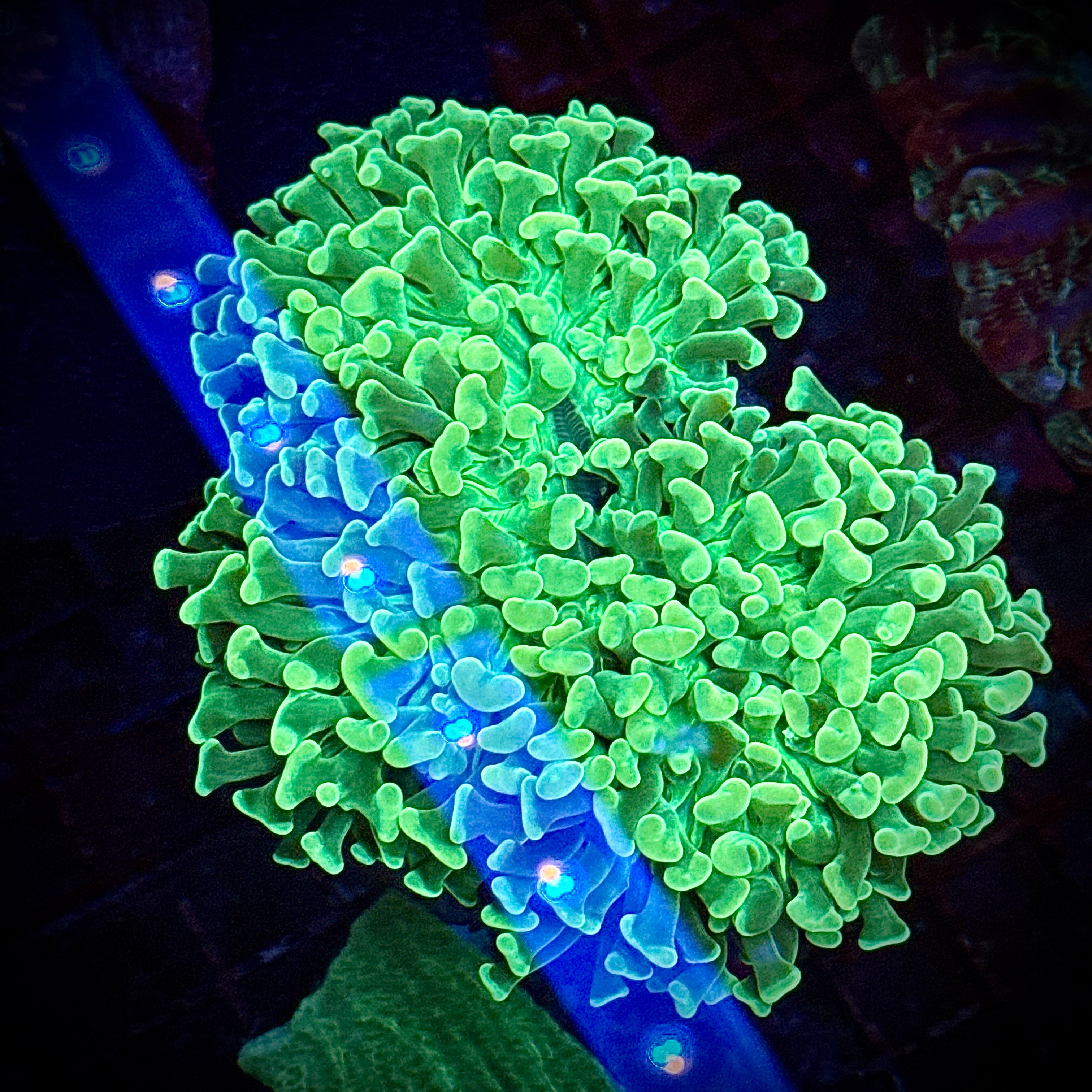 Jumbo Asian Master Hammer