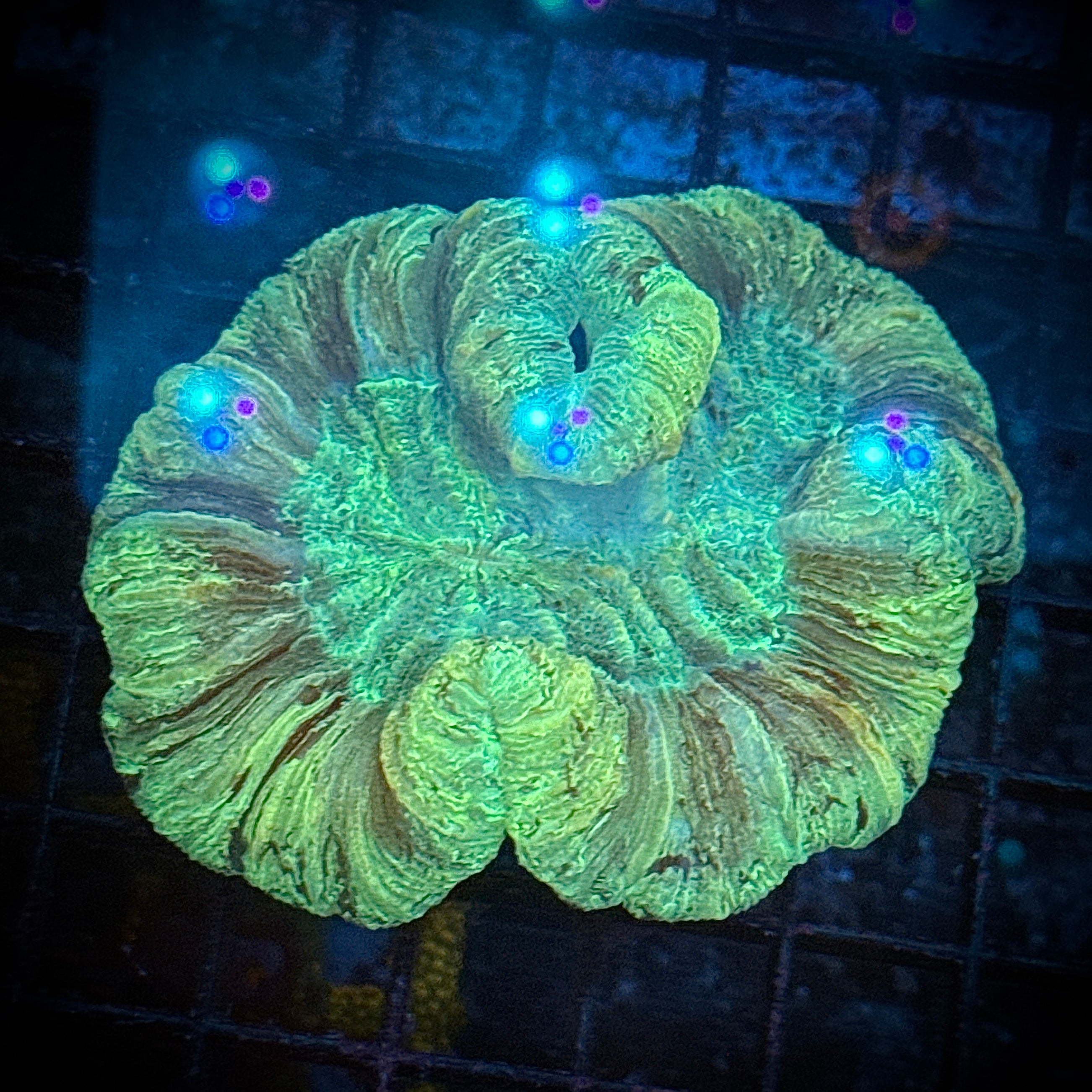 Green on Wave Welso Coral