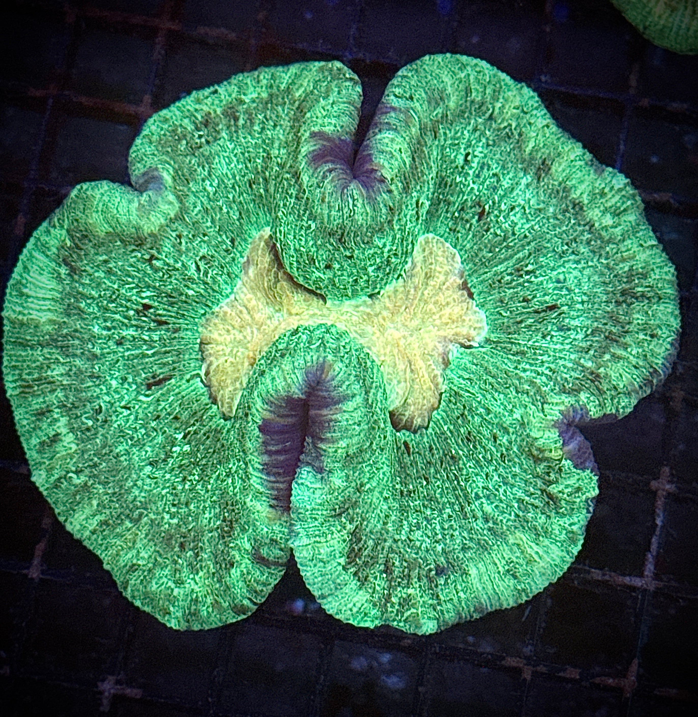 Green on Green Welso Coral