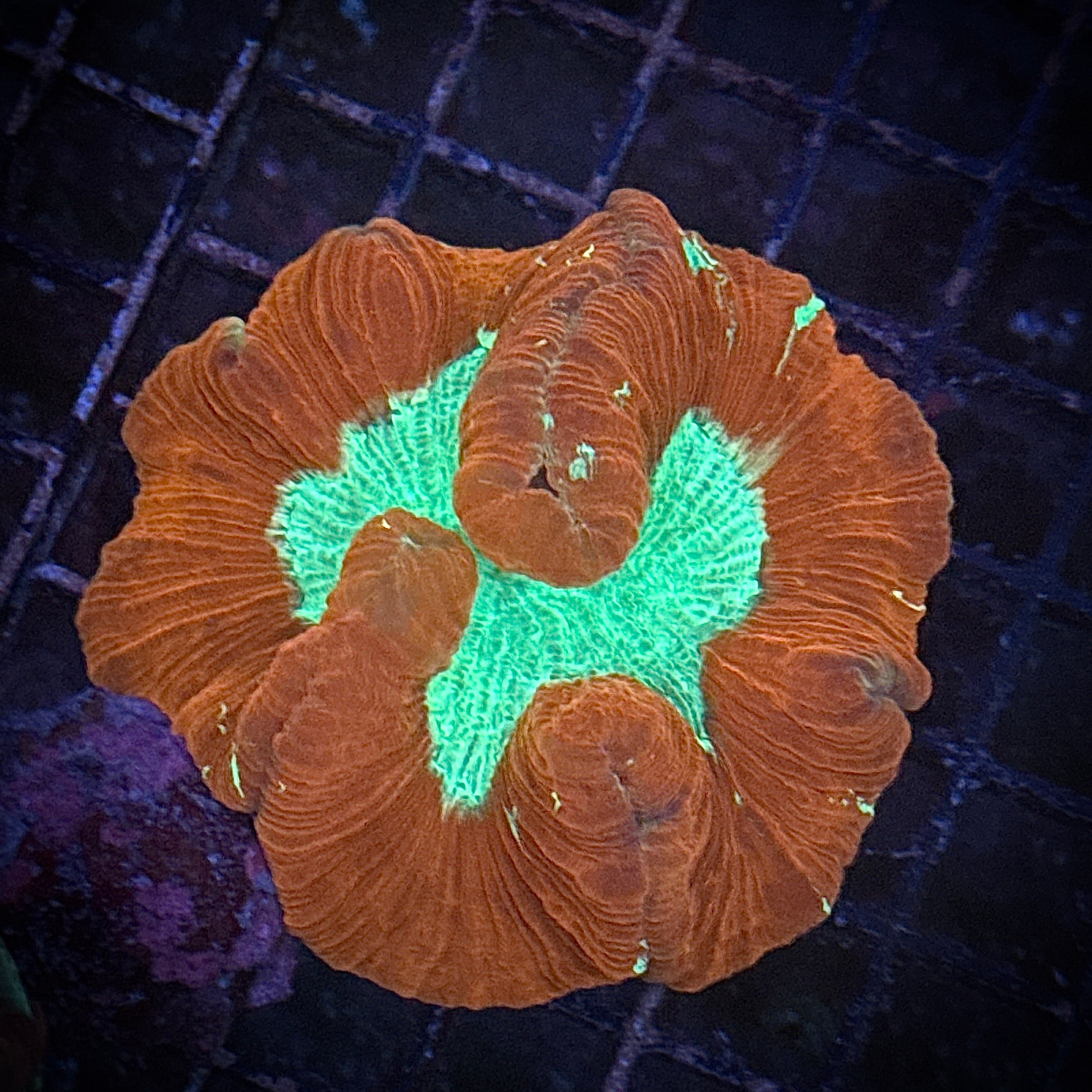 Red and Toxic Green Welso Coral