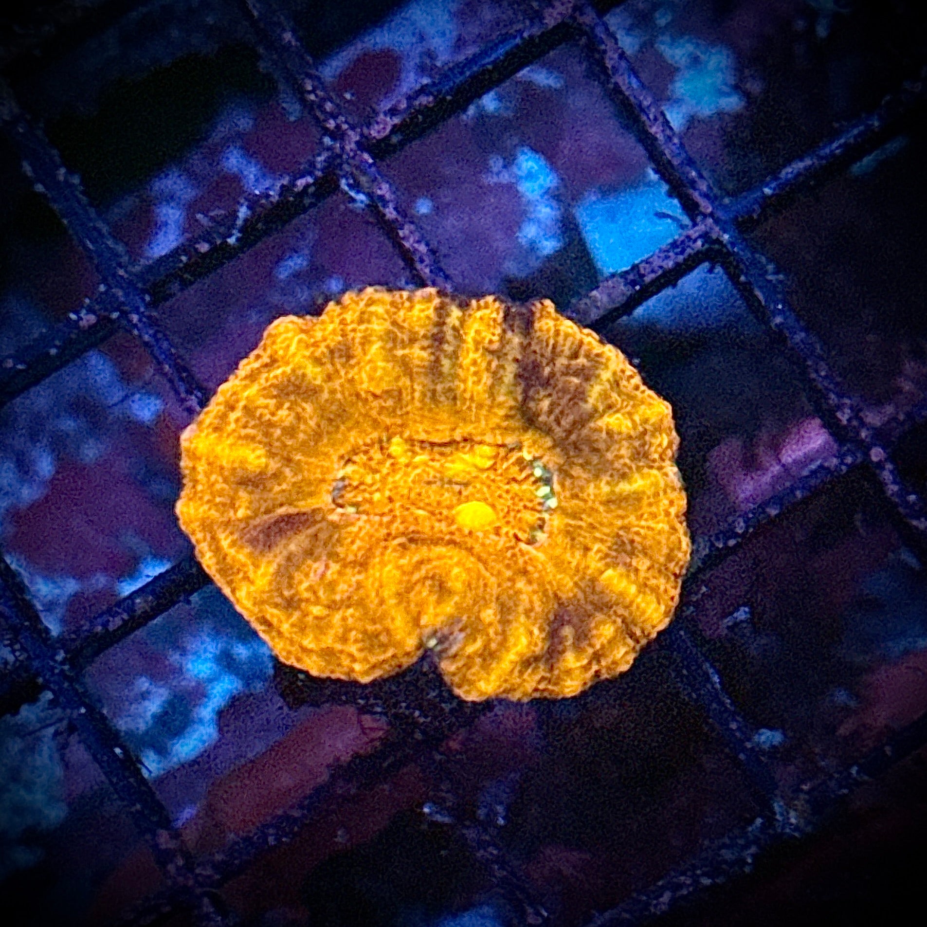 Hot Lava Button Scoly Coral