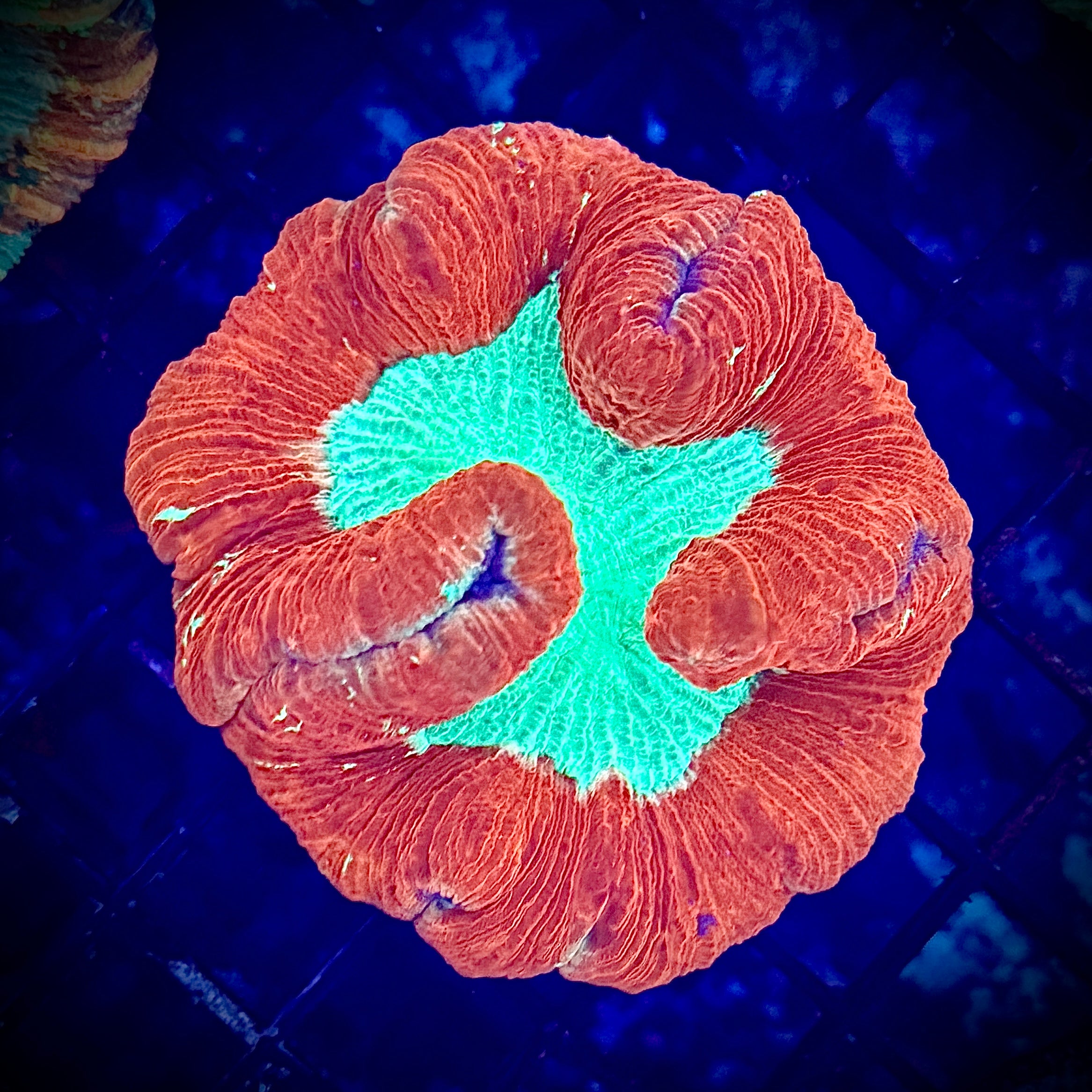 Red and Toxic Green Welso Coral