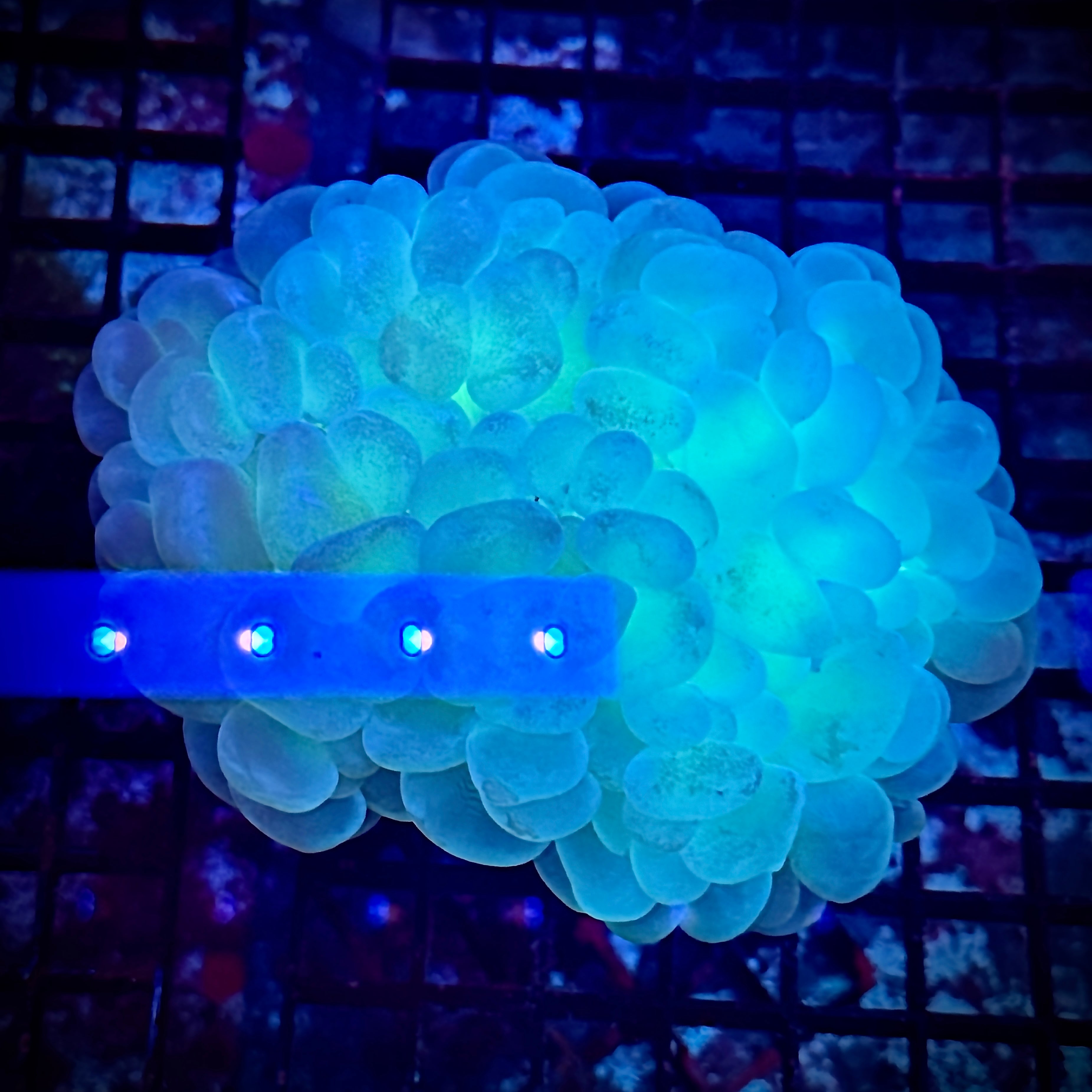 Large Radio Active Bubble Coral