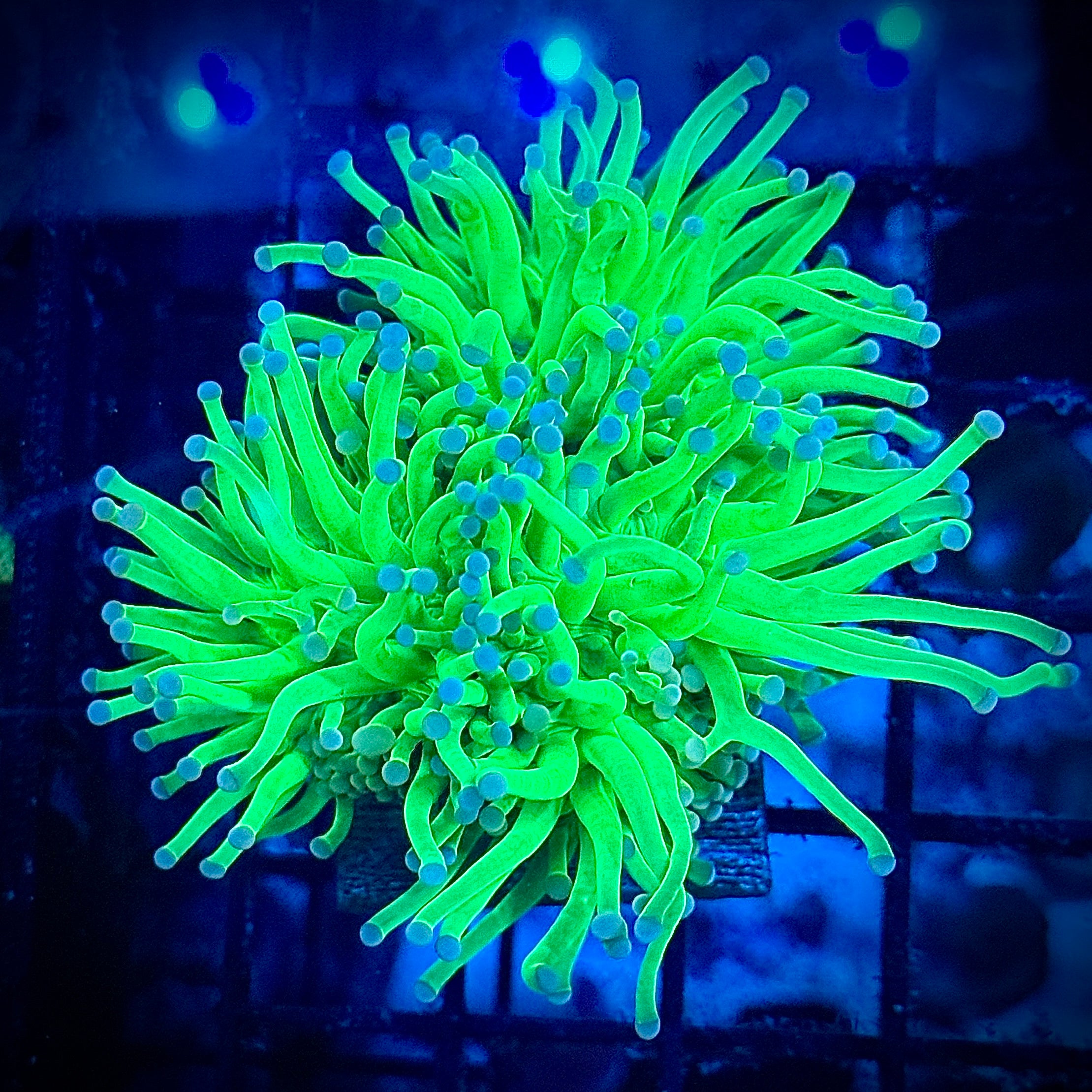 Cotton Candy Lime Torch Coral T1A2