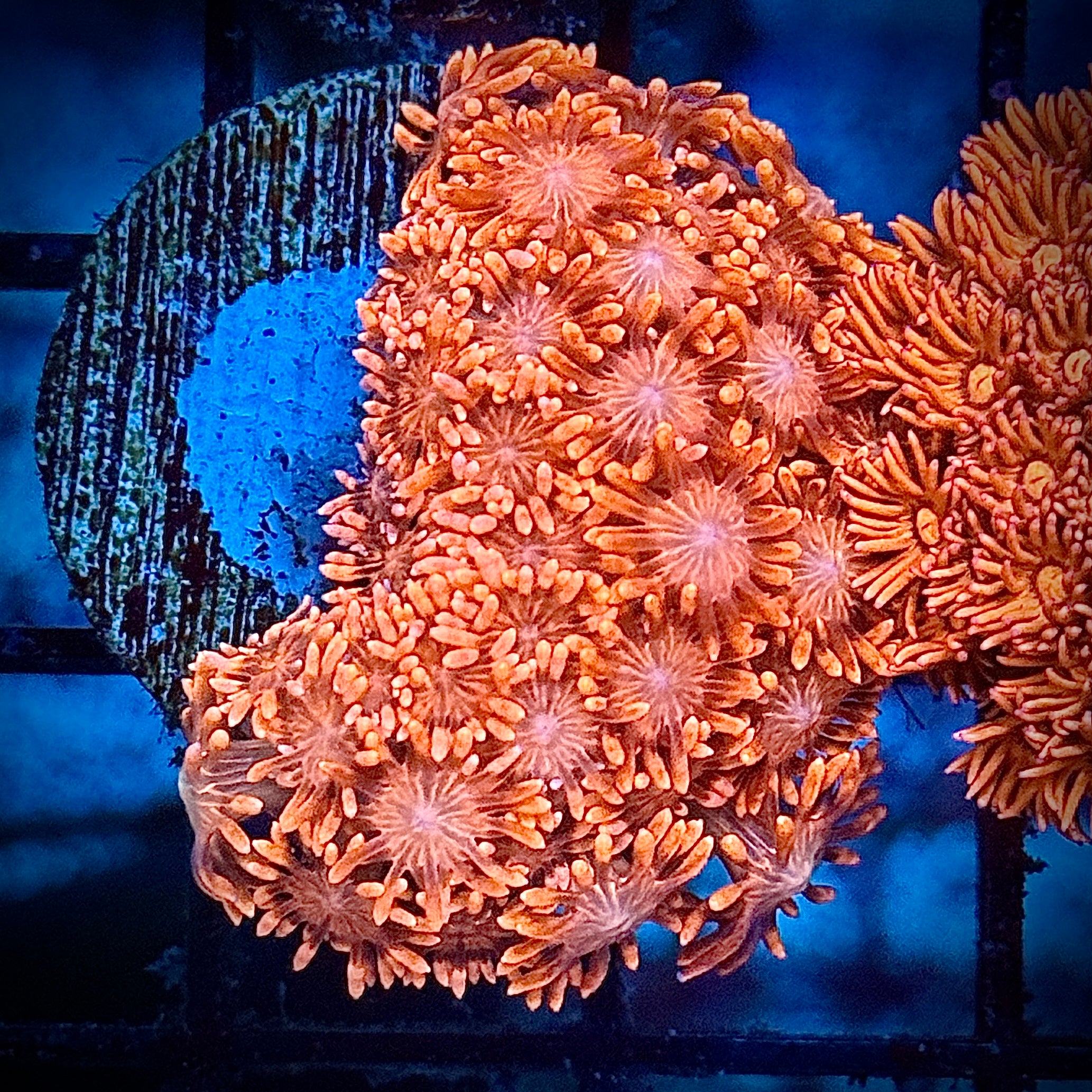 Blood Tangerine Goni Frag