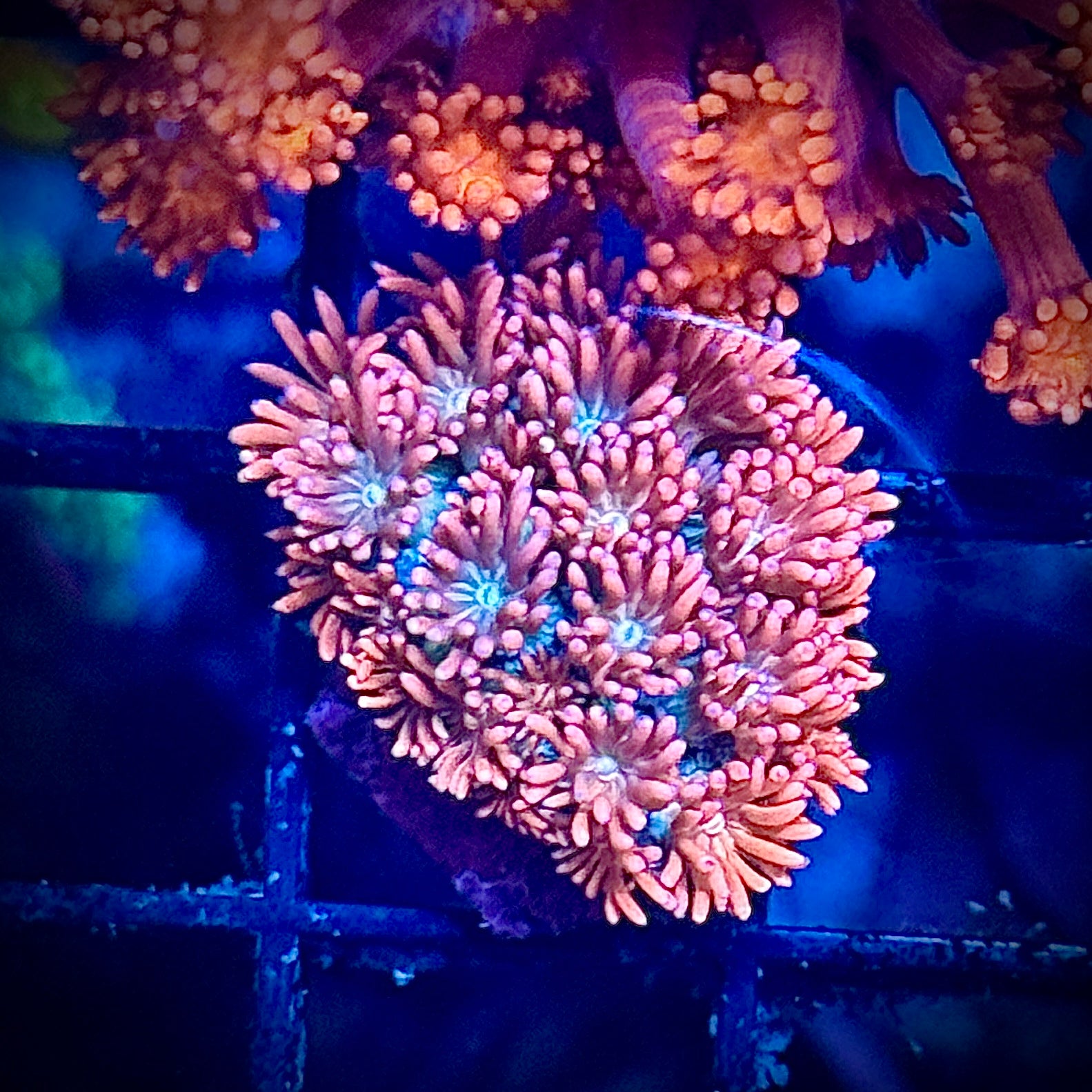 Ultra Pink Rainbow Goni Coral Frag