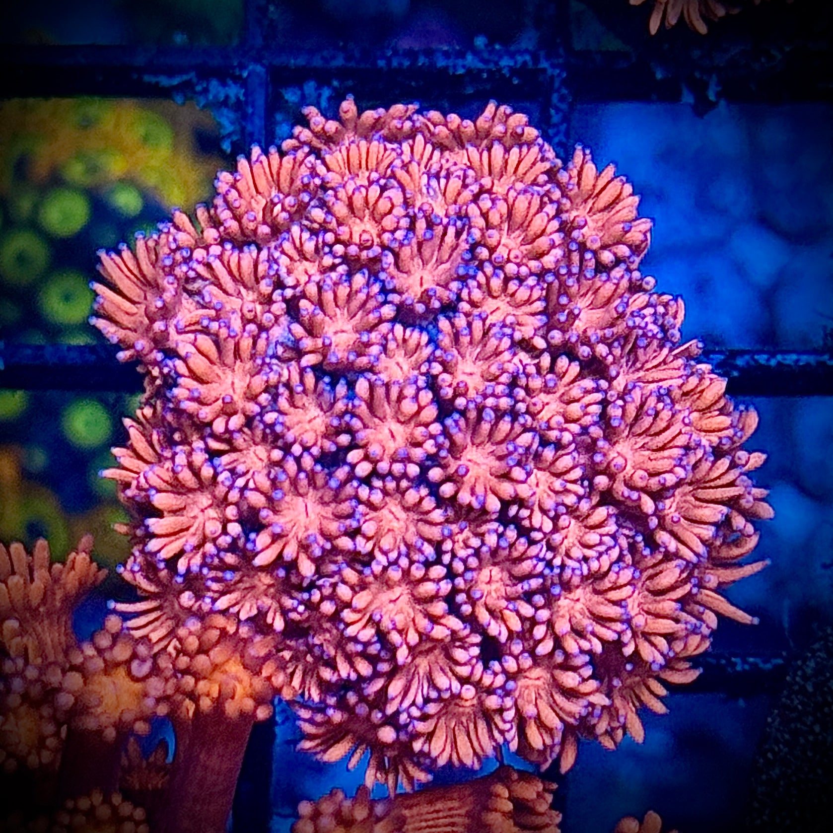 Ultra Rainbow Pink Goni Coral Frag
