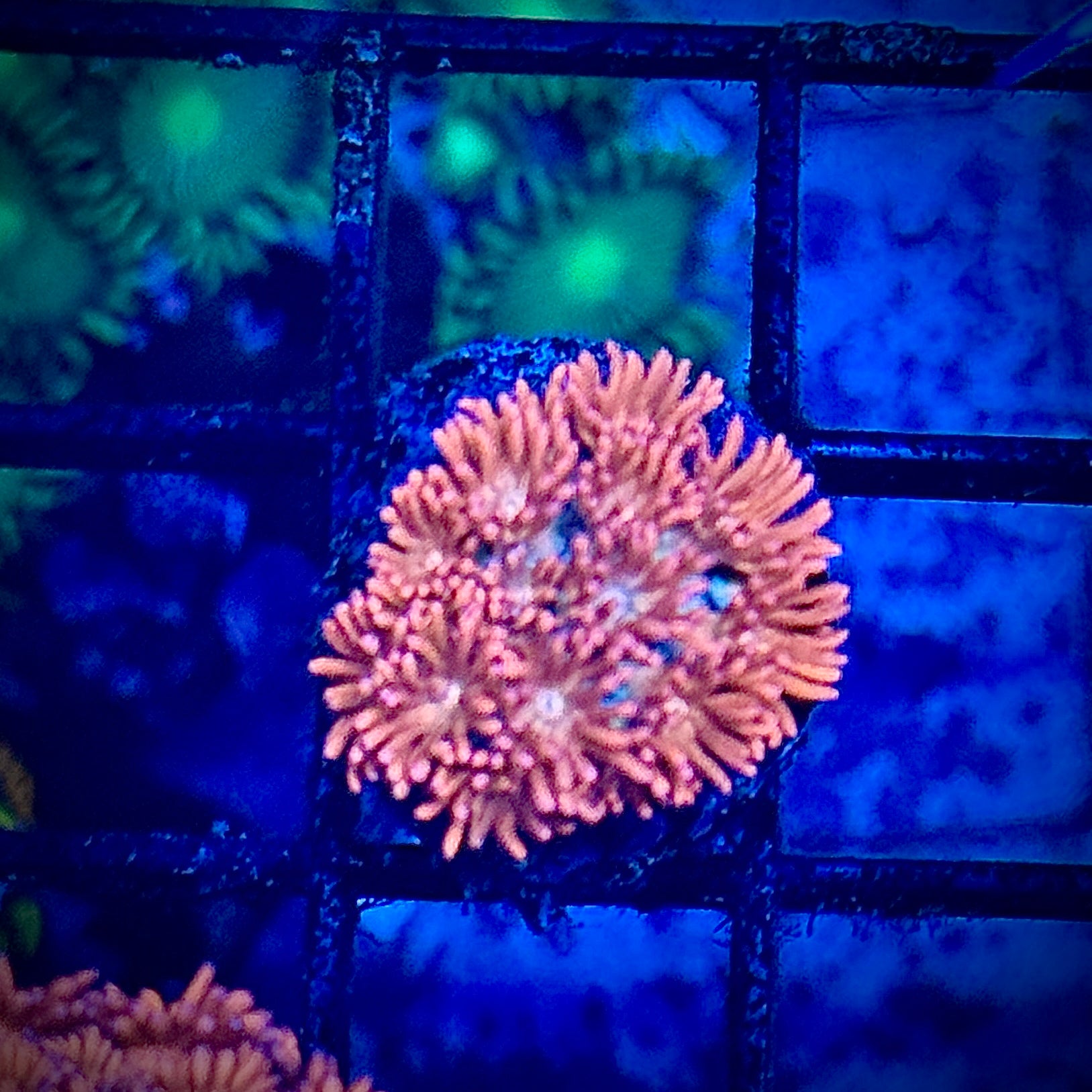 Pink Rainbow Goni Coral Frag
