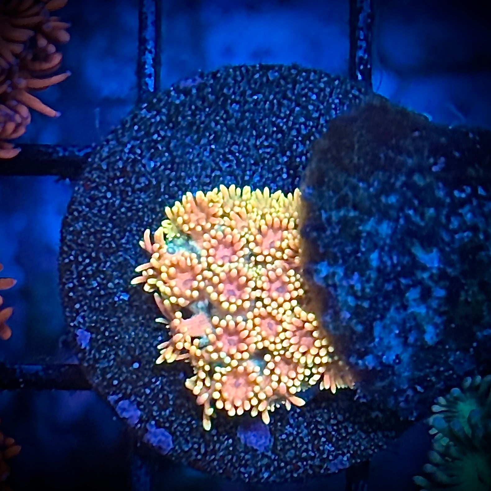 Orange Creamsicle Goni Coral Frag