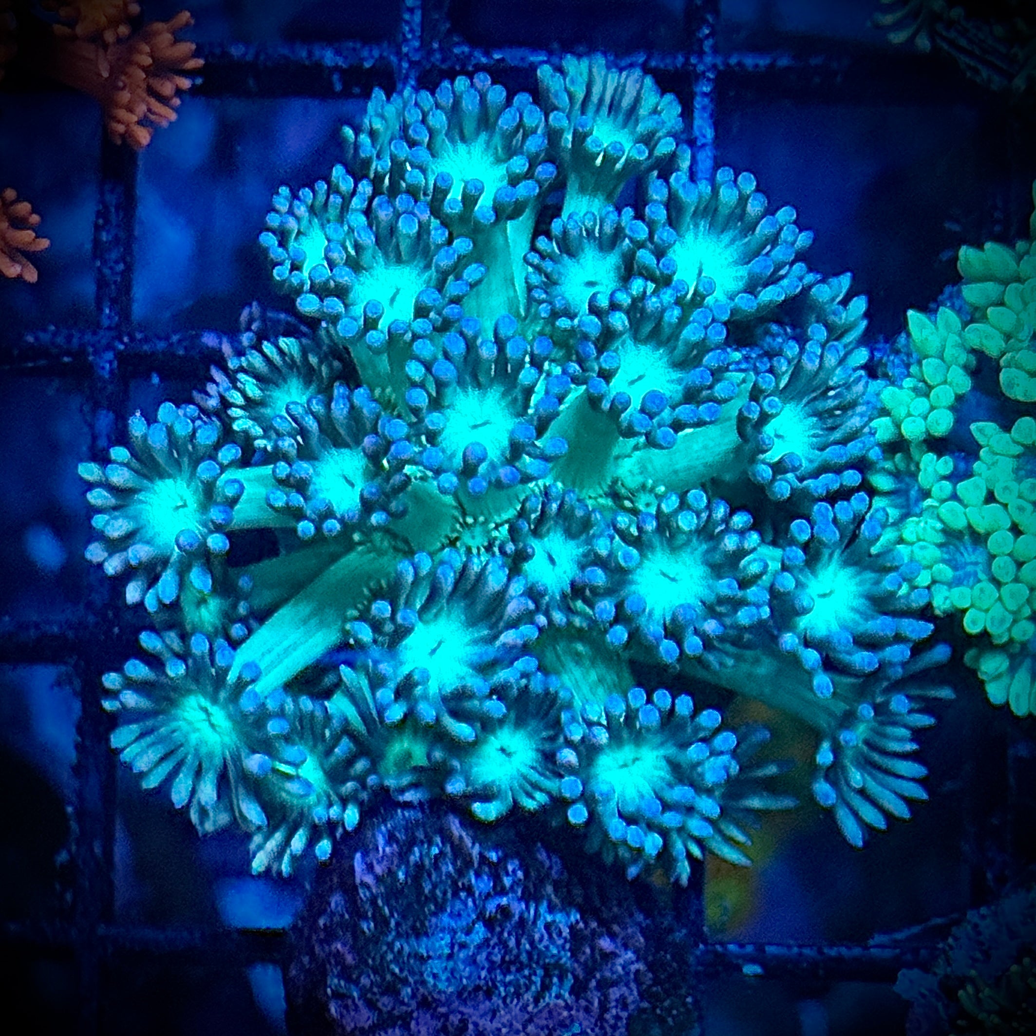 Mint Green Frosted Tips Goni Coral Frag