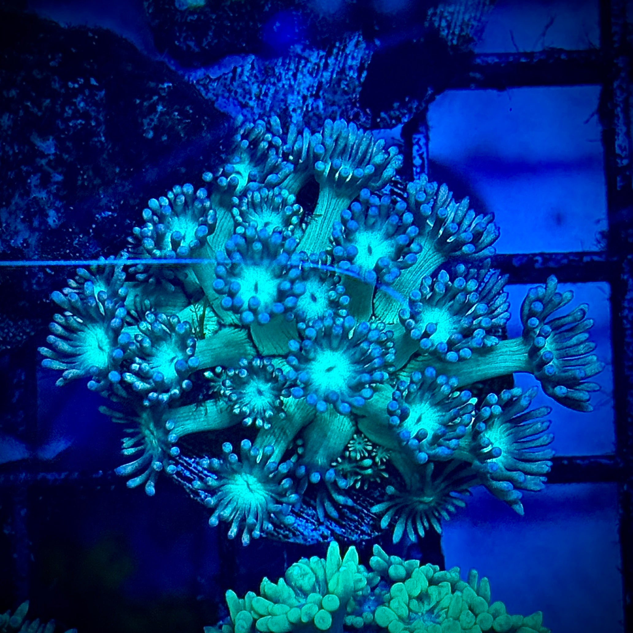 Mint Green Frosted Tips Goni Coral Frag