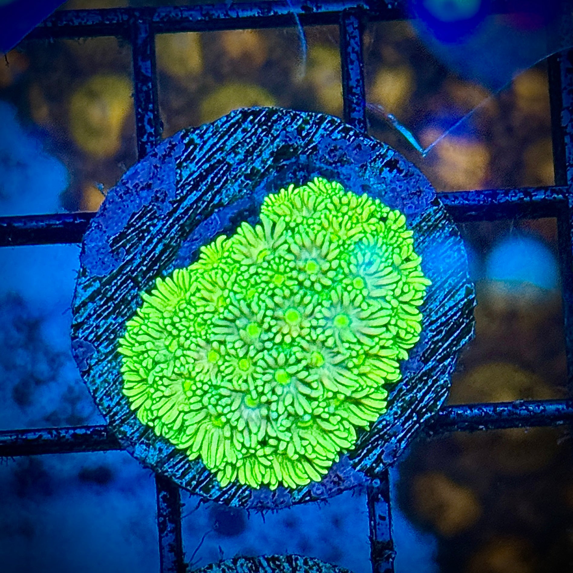 Yellow Rainbow Goni Coral Frag