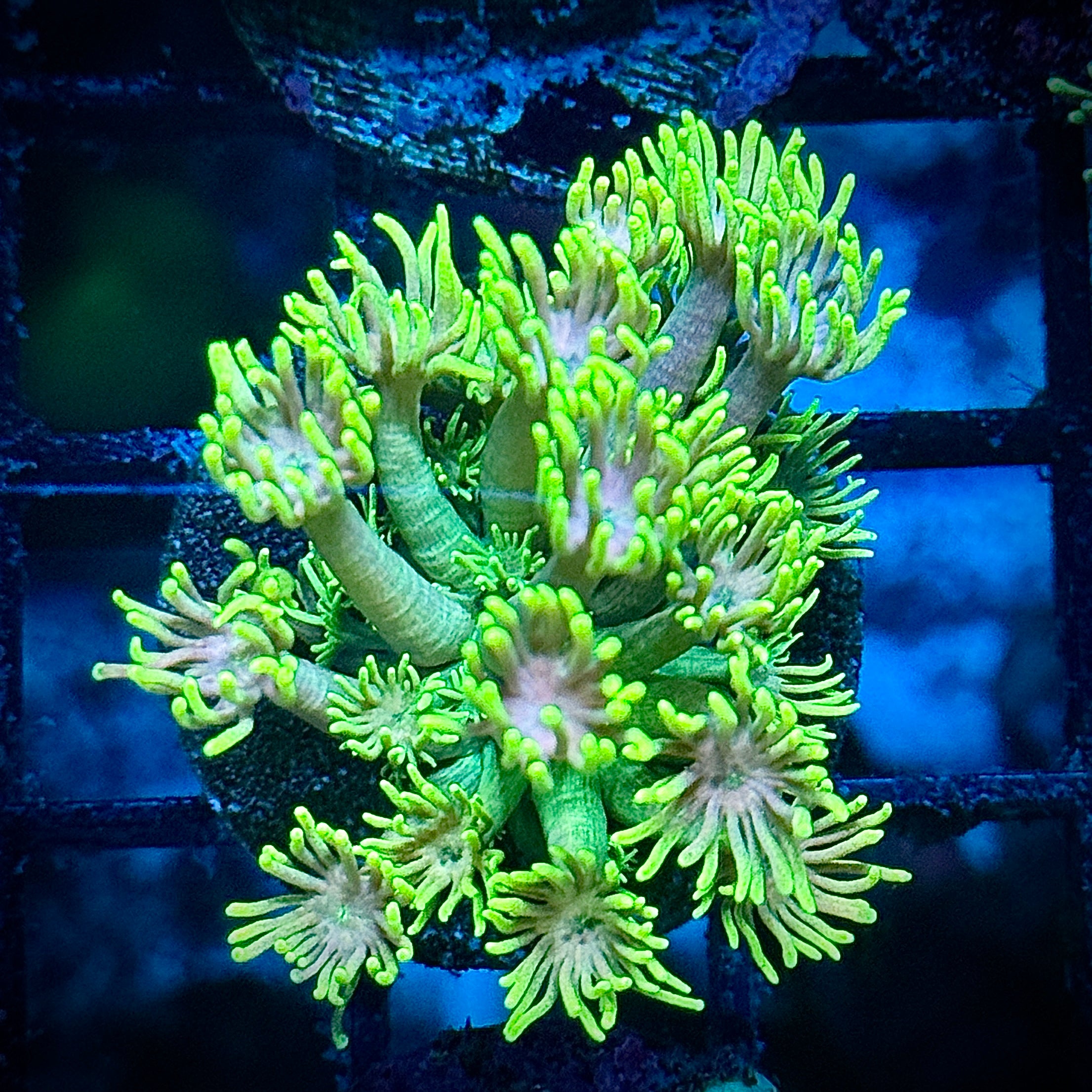 Big Bird Goni Coral Frag