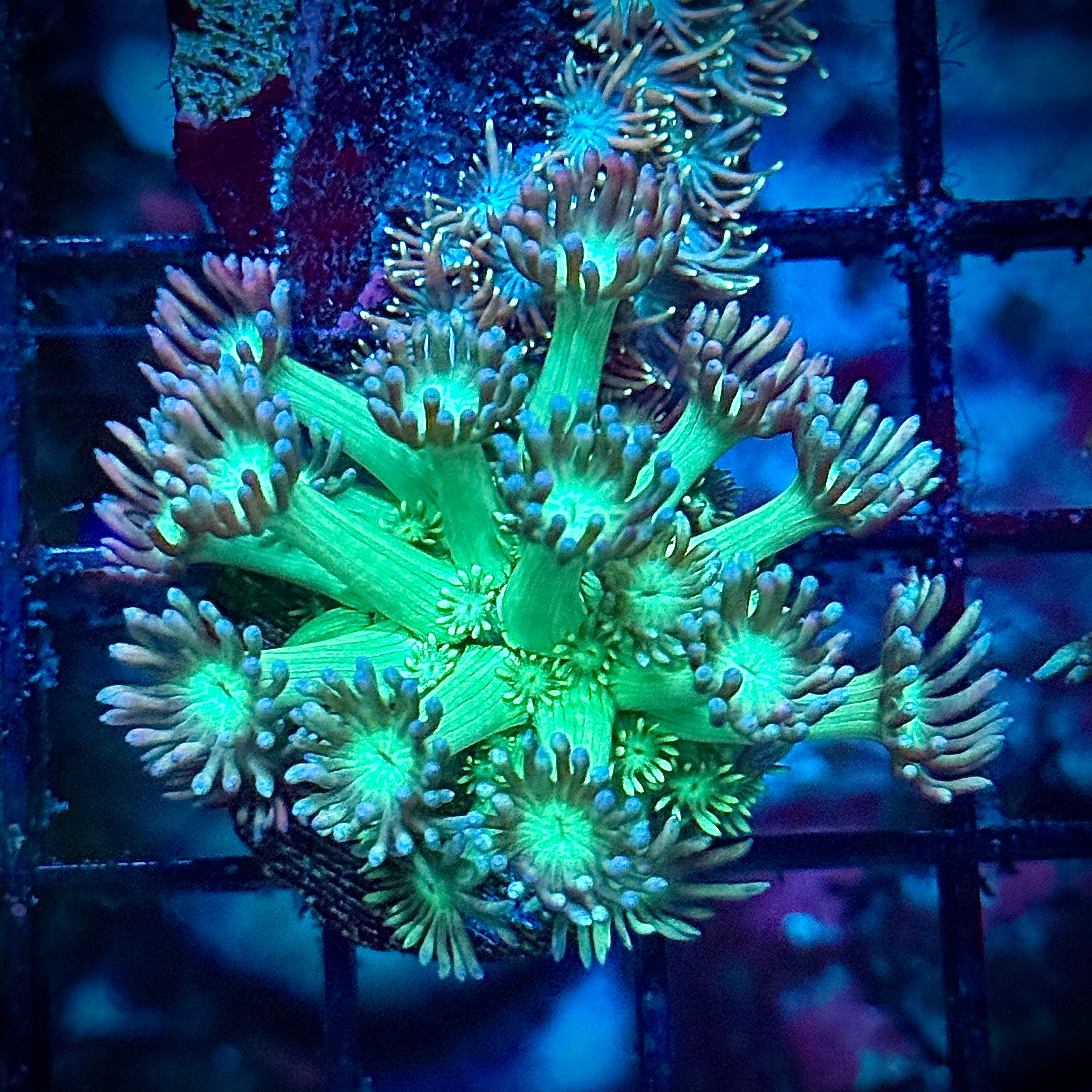 Green Rainbow Tips Goni Coral Frag