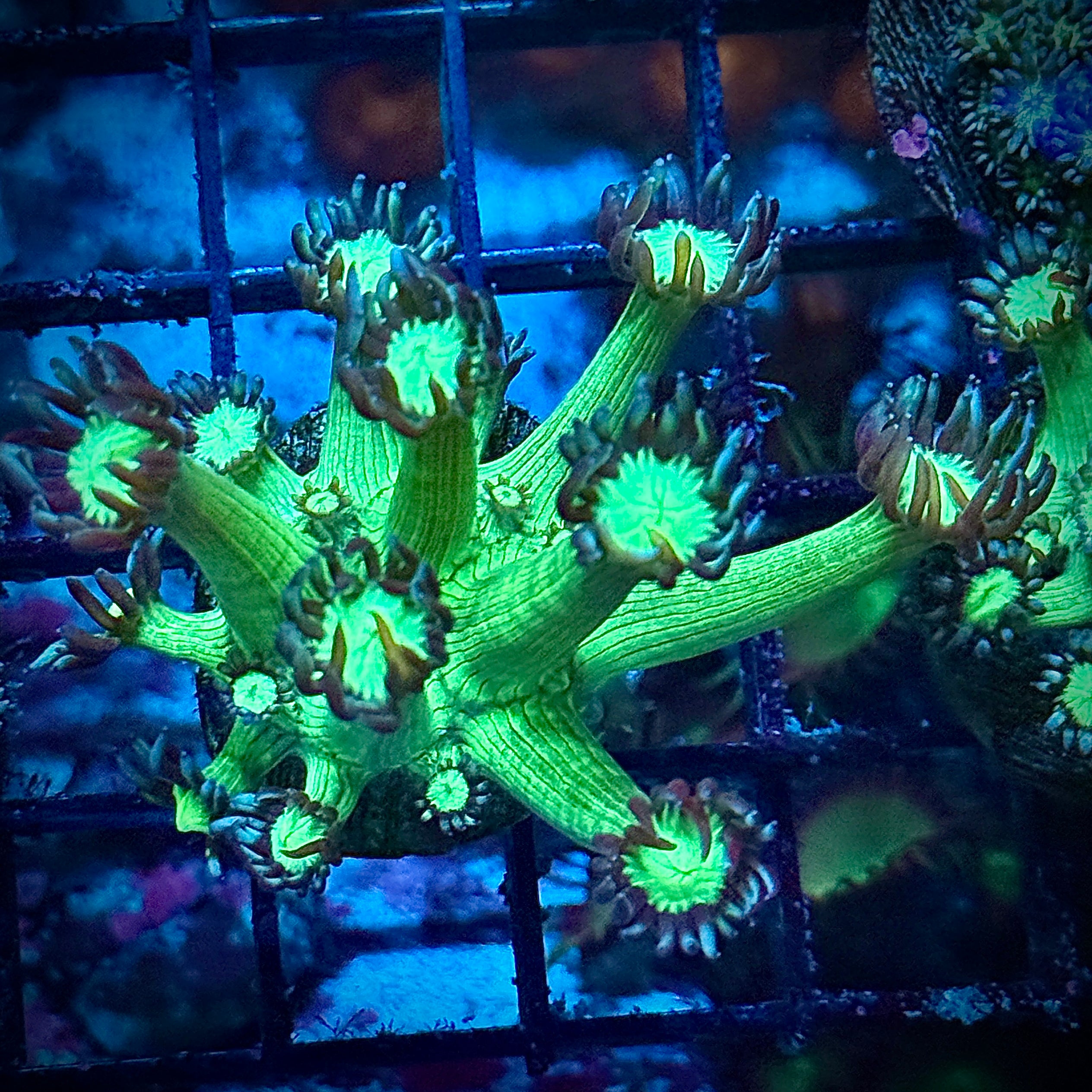 Green Goni Coral Frag