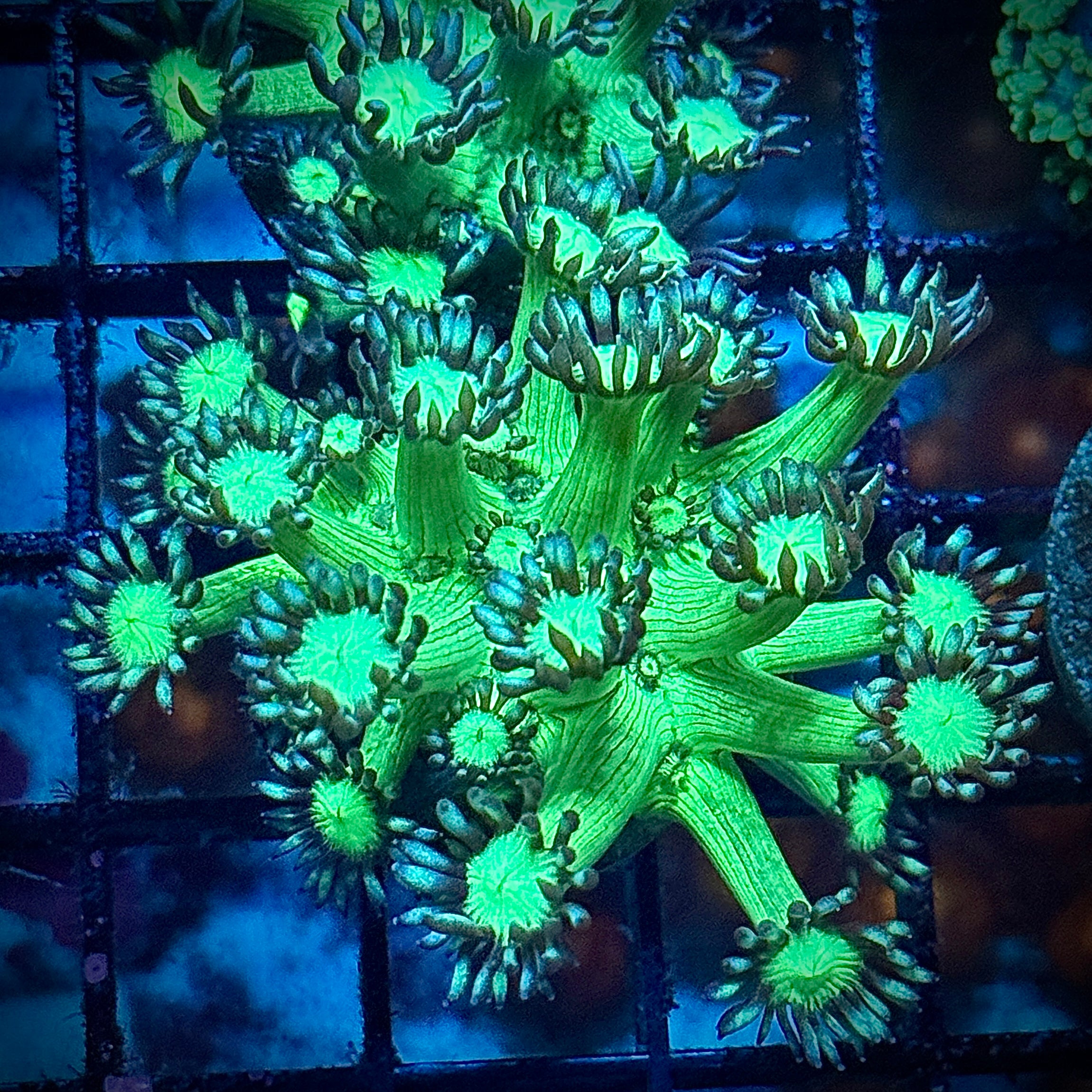 Green Goni Coral Frag