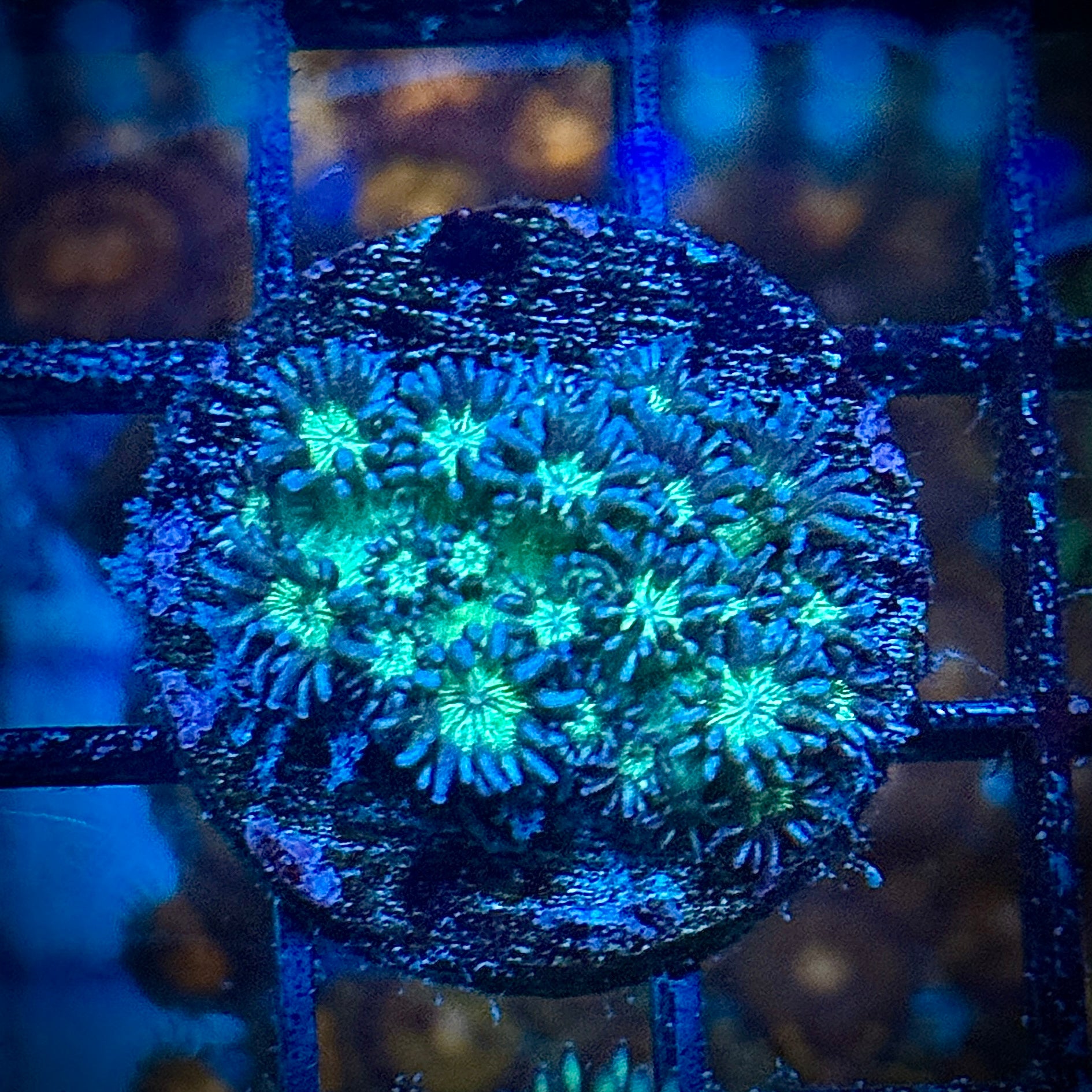 Glitter Bomb Goni Coral Frag