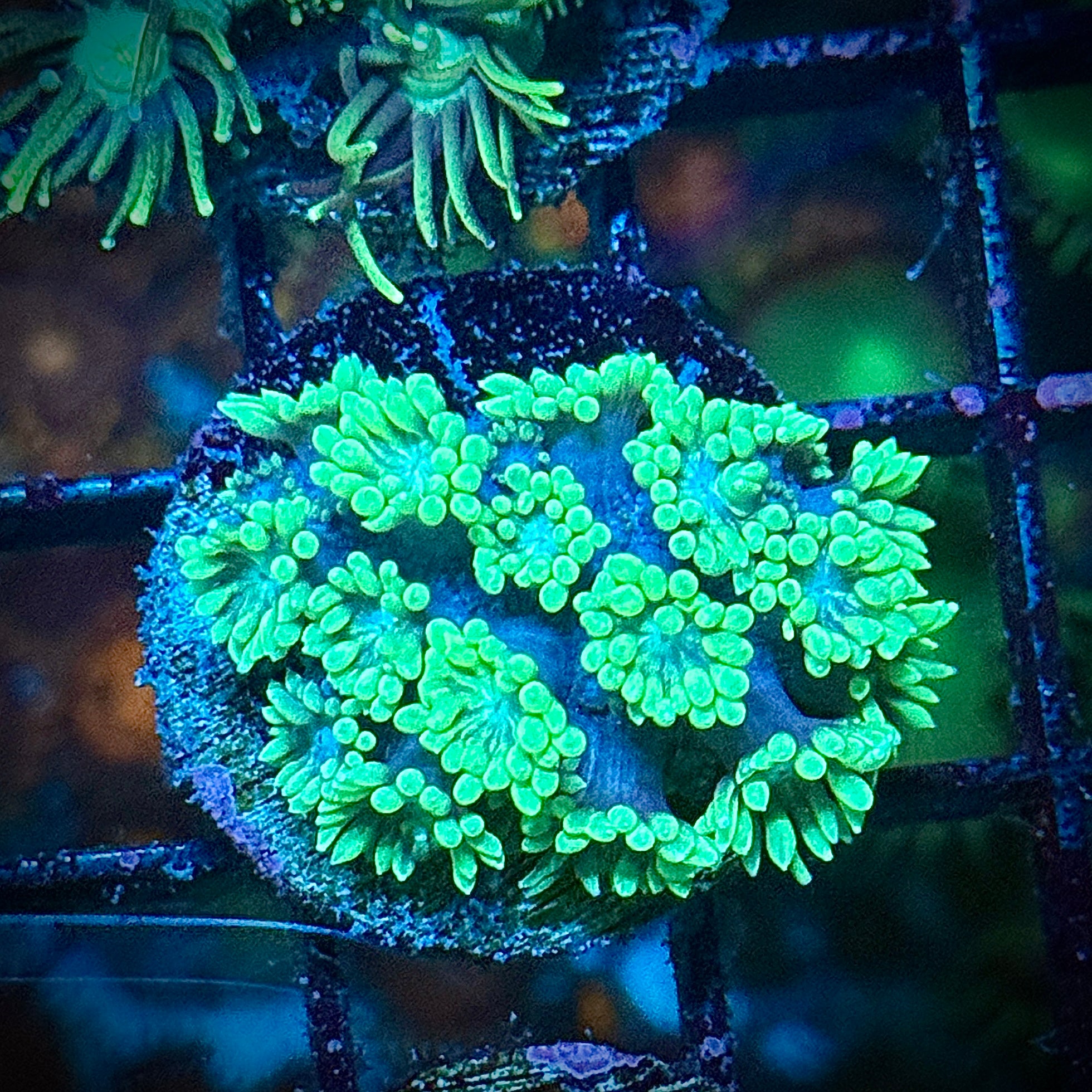 Toxic Green Alveopora Coral Frag