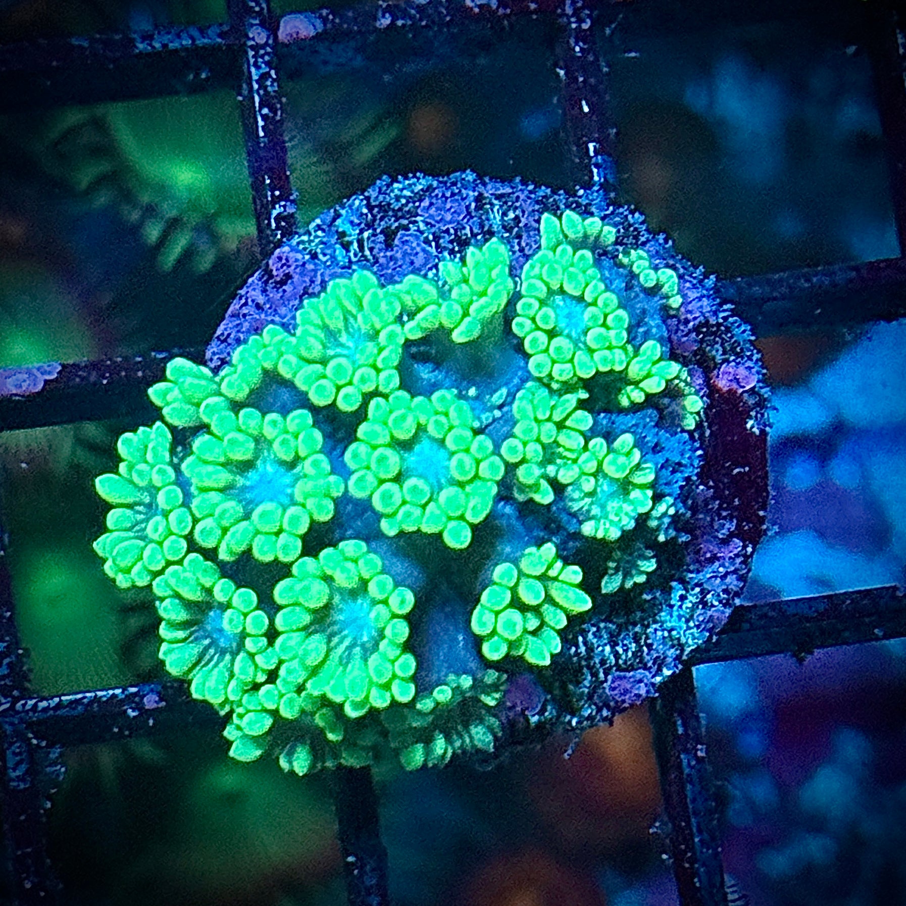 Toxic Green Alveopora Coral Frag