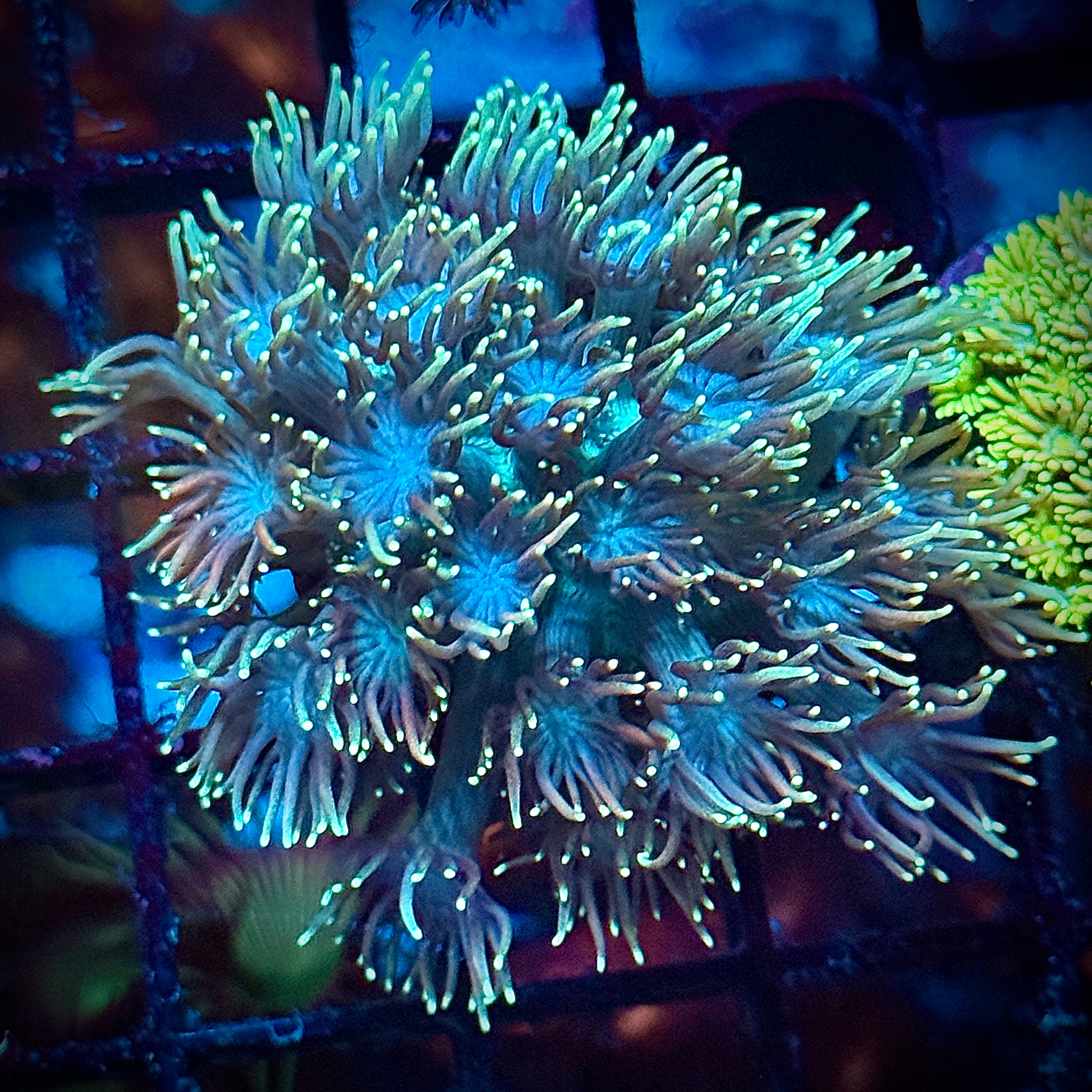 Bright Green Tip Green Goni Frag