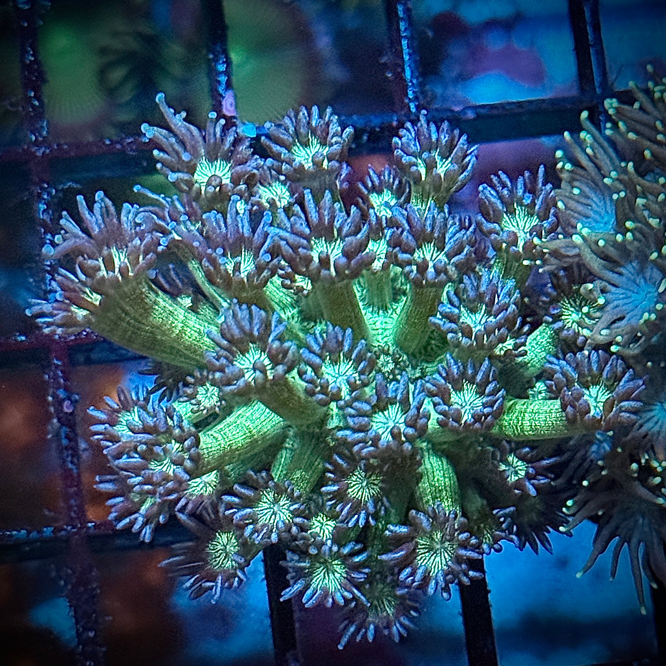 Ultra Glitter Bomb Goni Coral Frag