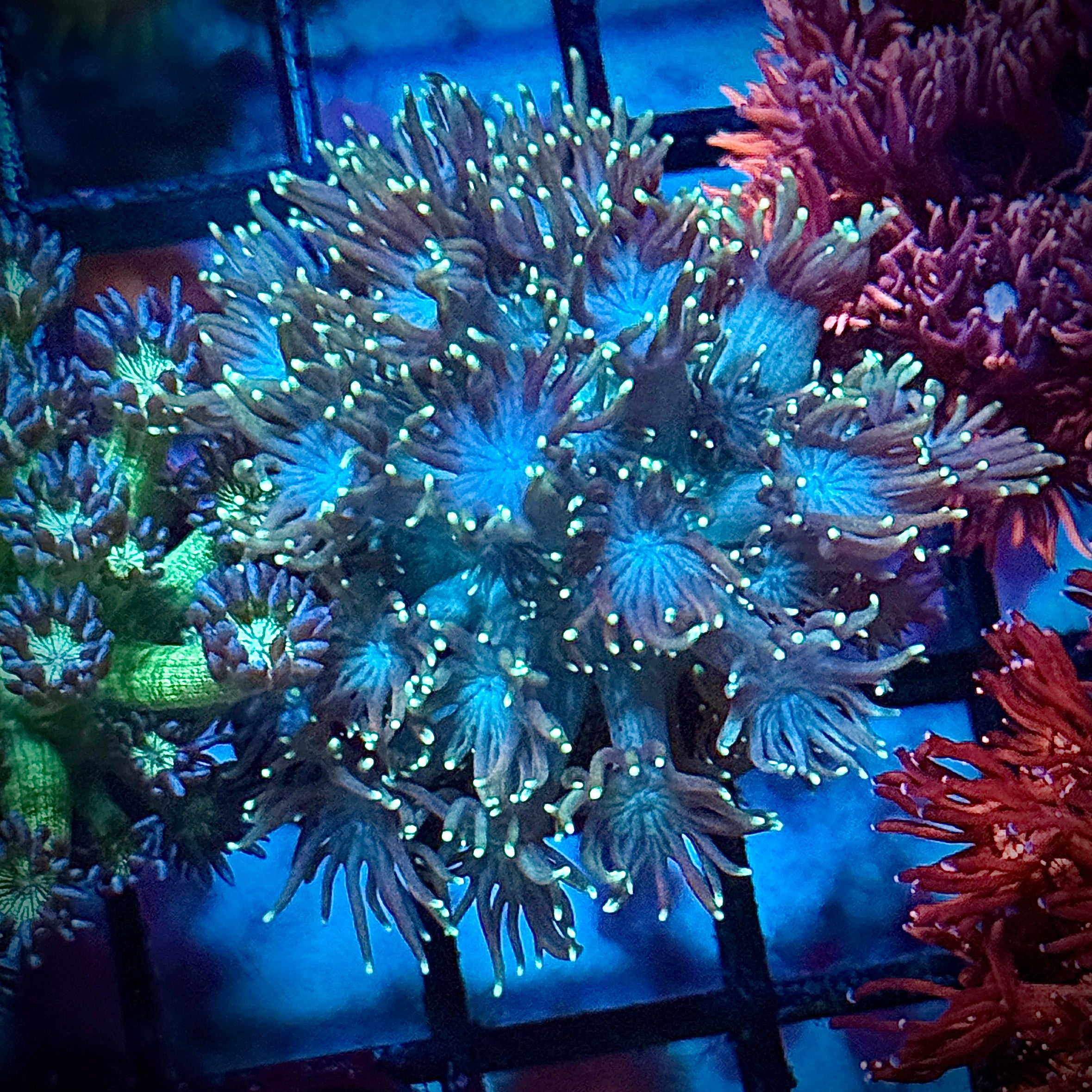 Bright Green Tip Green Goni Frag