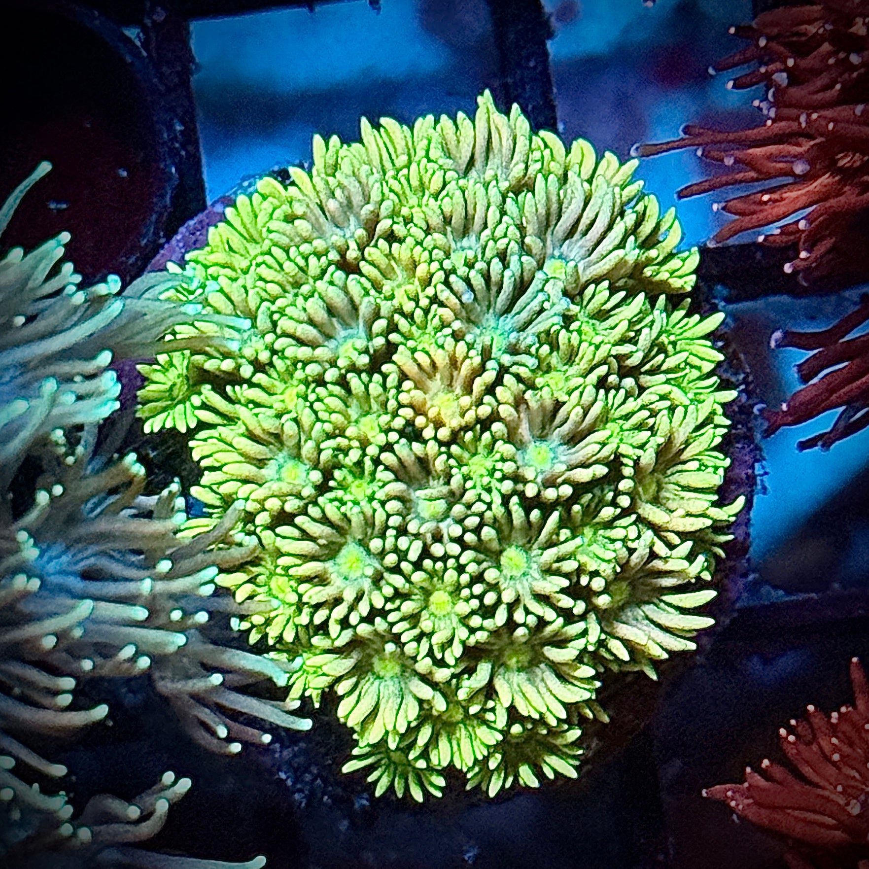 Ultra Yellow Rainbow Goni Coral Frag