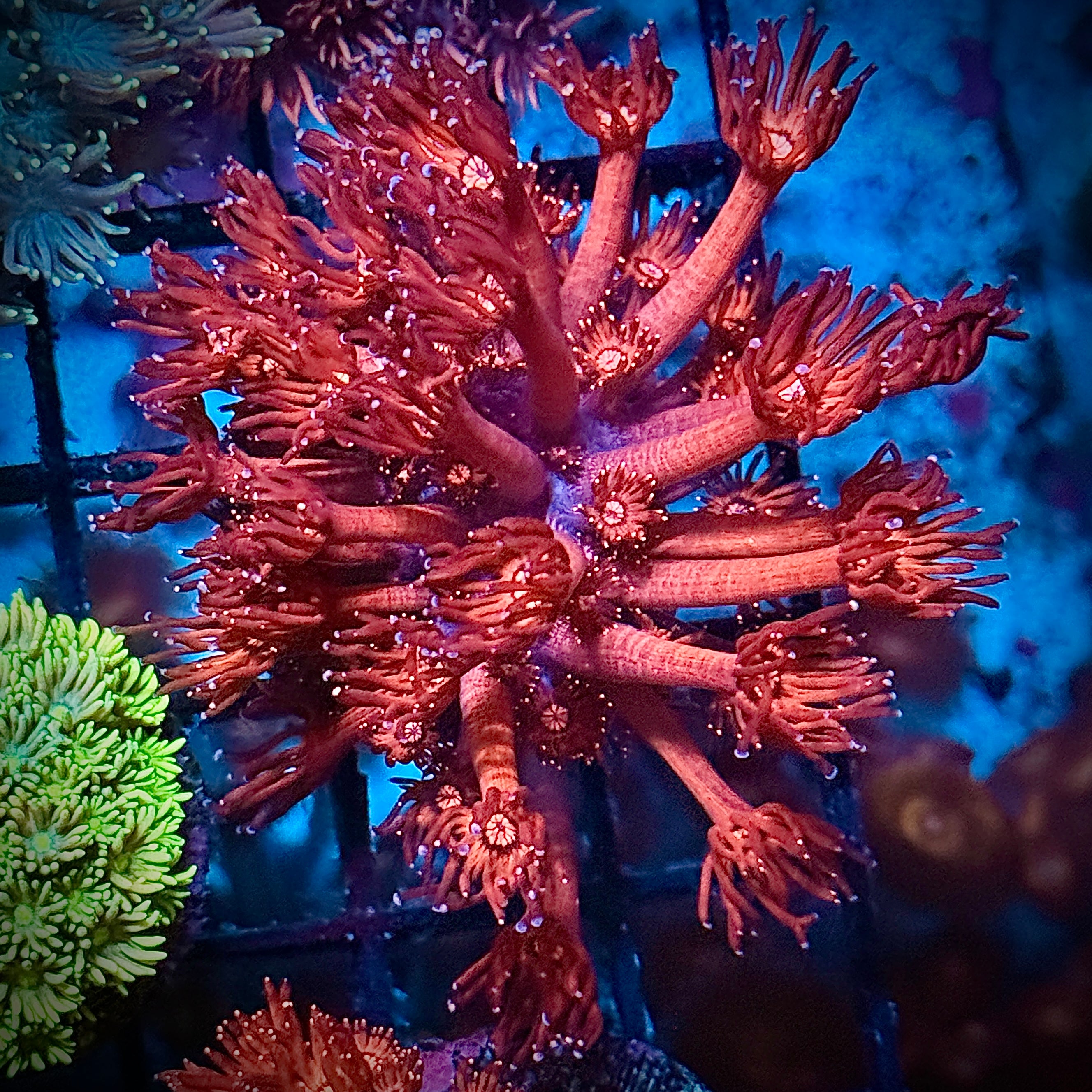 Ultra Red and Iced Tips Goni Coral Frag