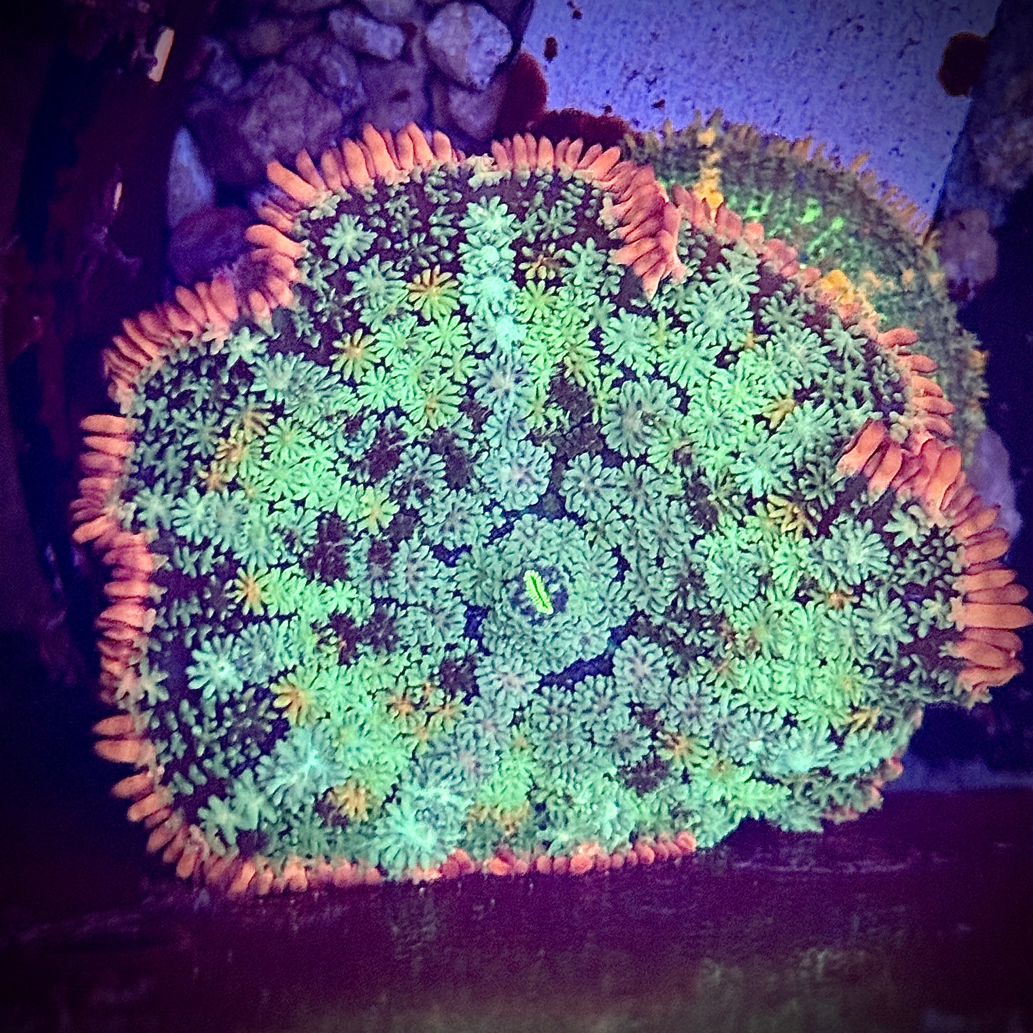 Large Frankenstein Mushroom