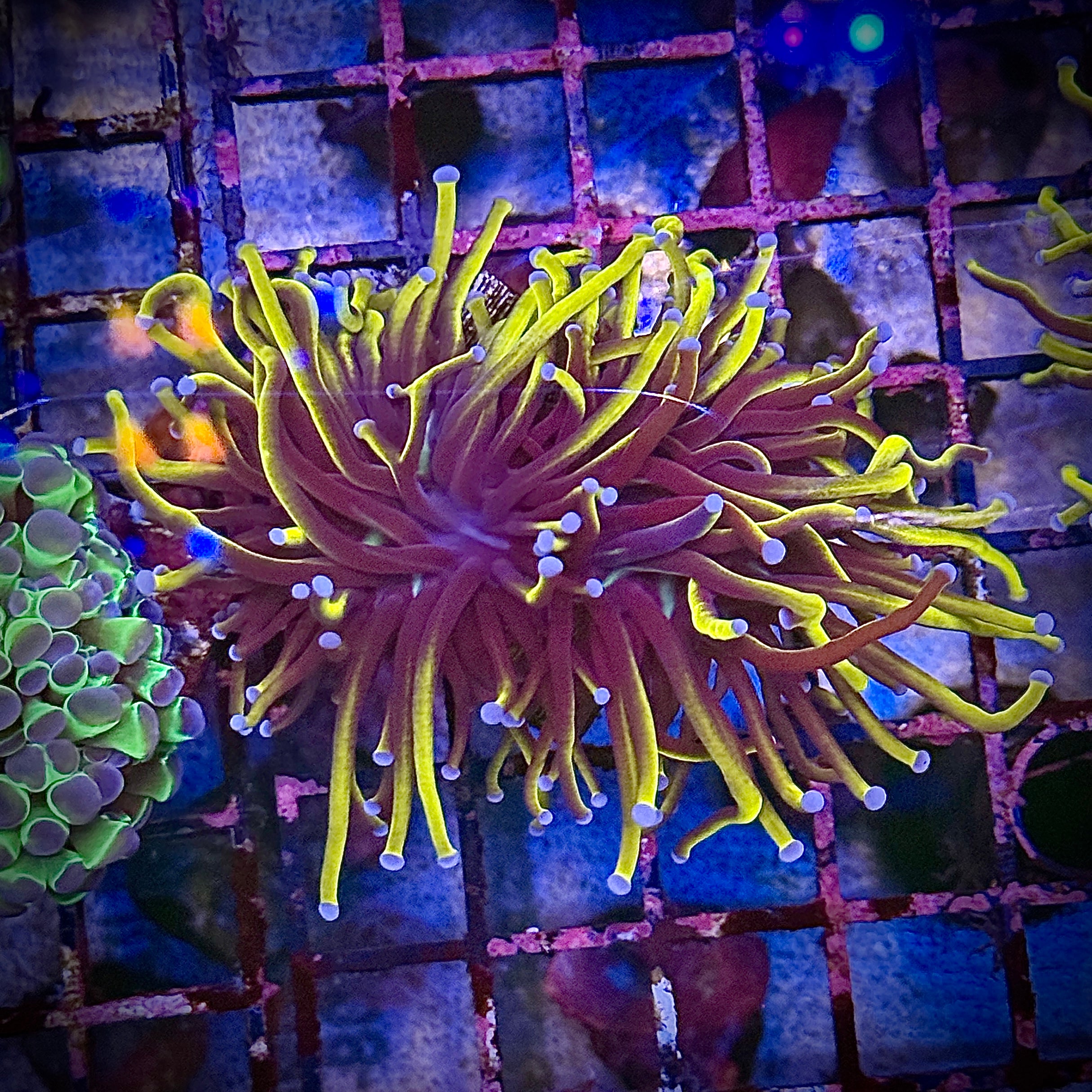 NY Knicks Gold Torch Coral R4A2