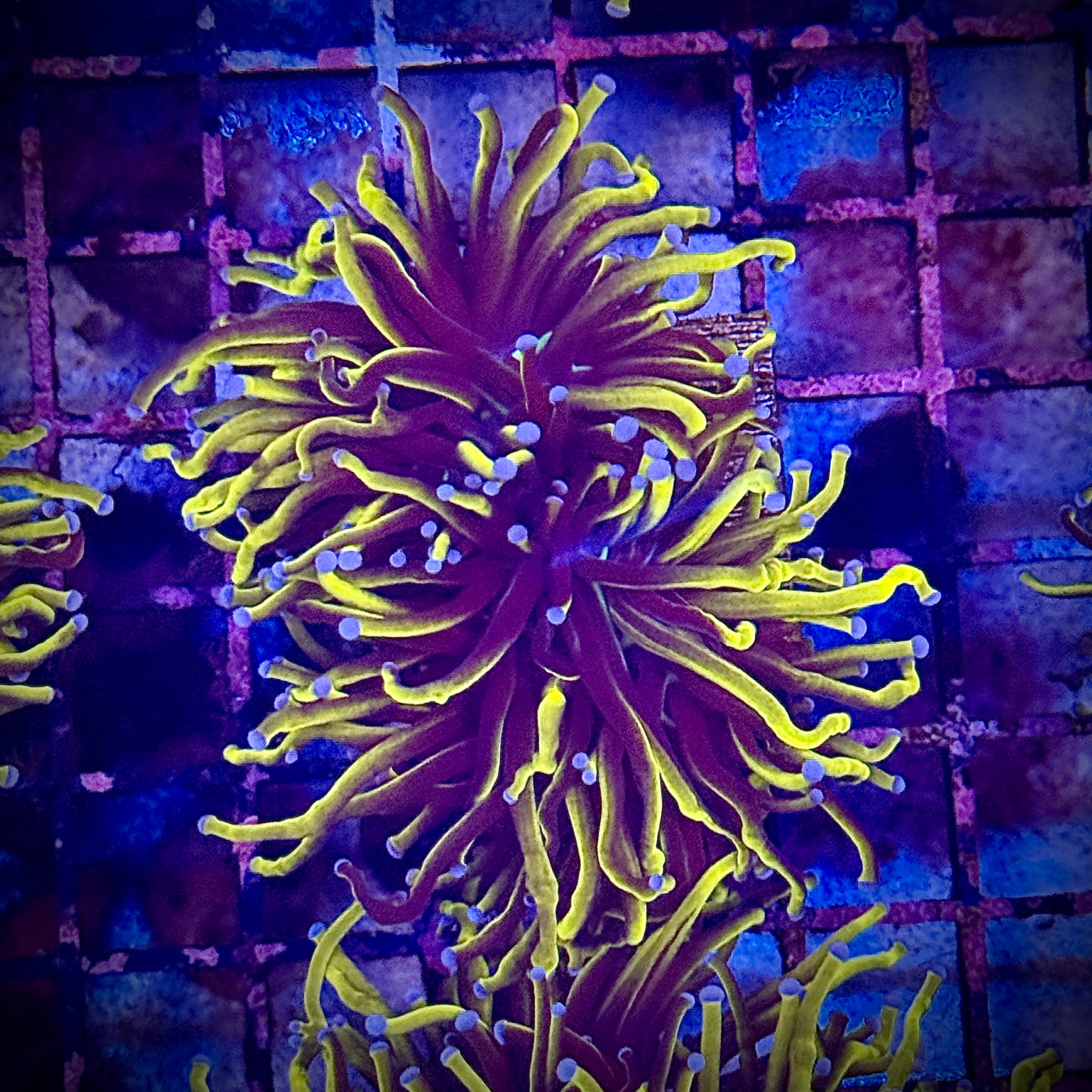 NY Knicks Gold Torch Coral R4B3