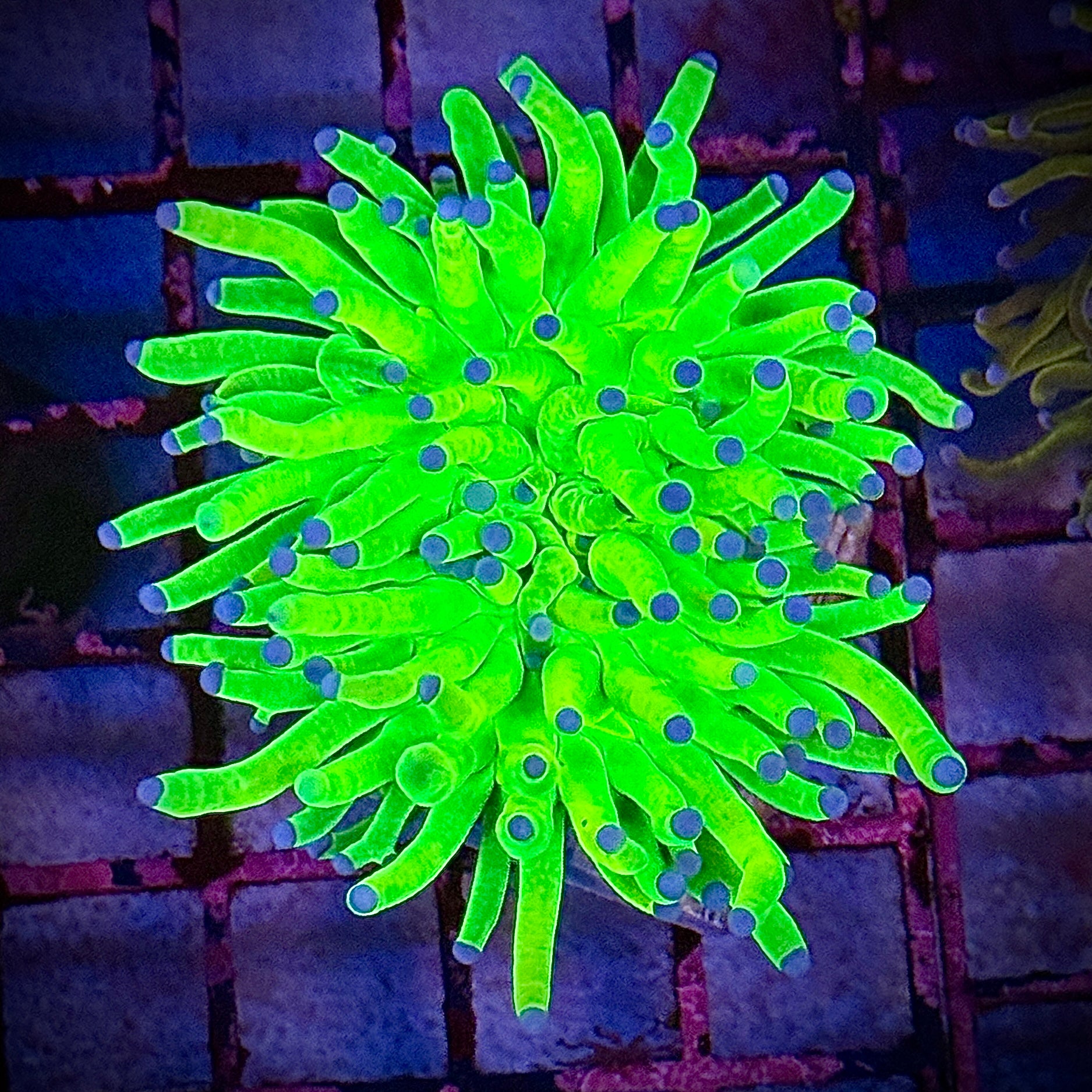 Malaysian Holy Grail Torch Coral R4D7